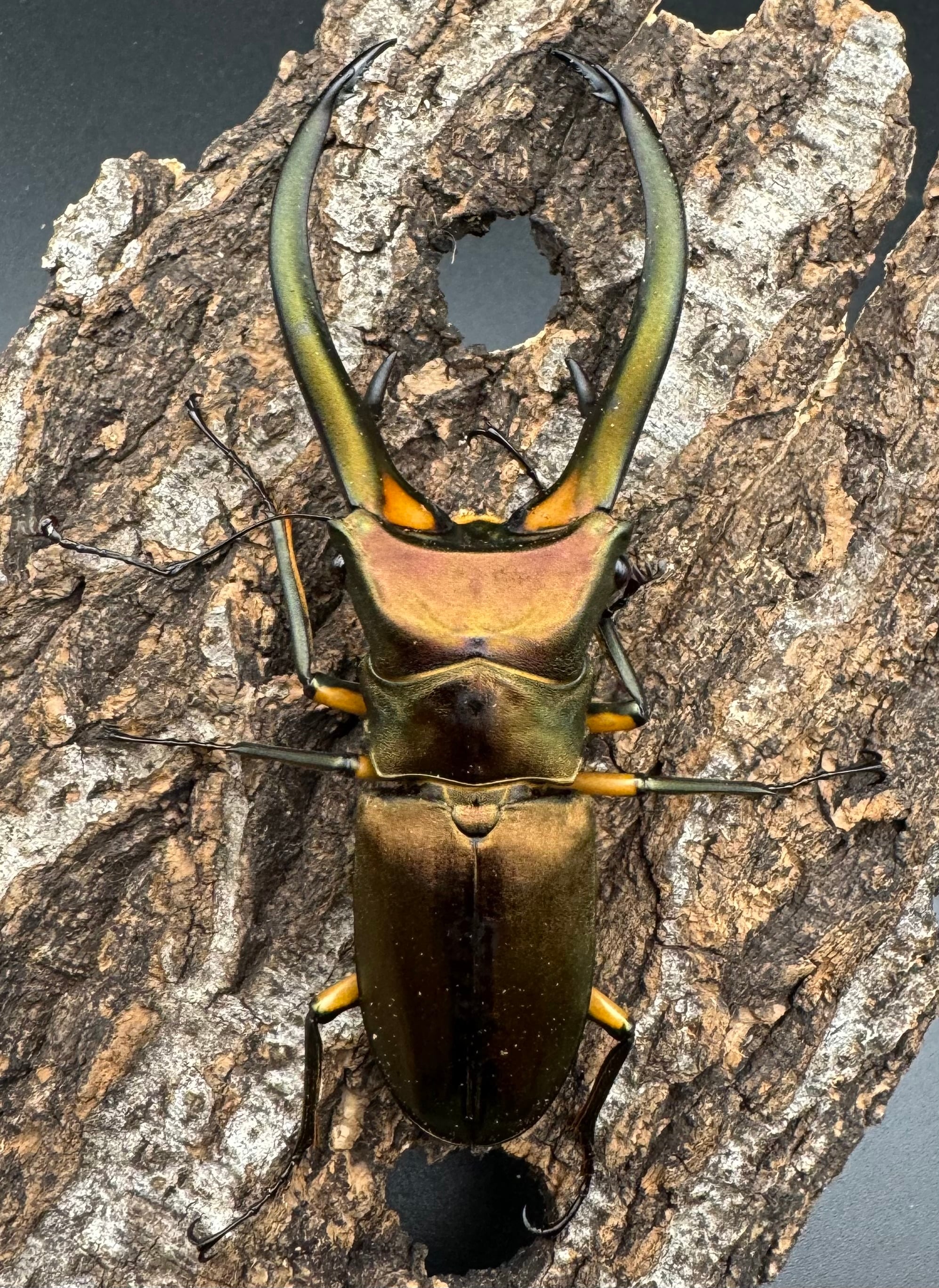 WD】《エラフスホソアカクワガタ 94mm ペア》 | KPW公式オンラインショップ