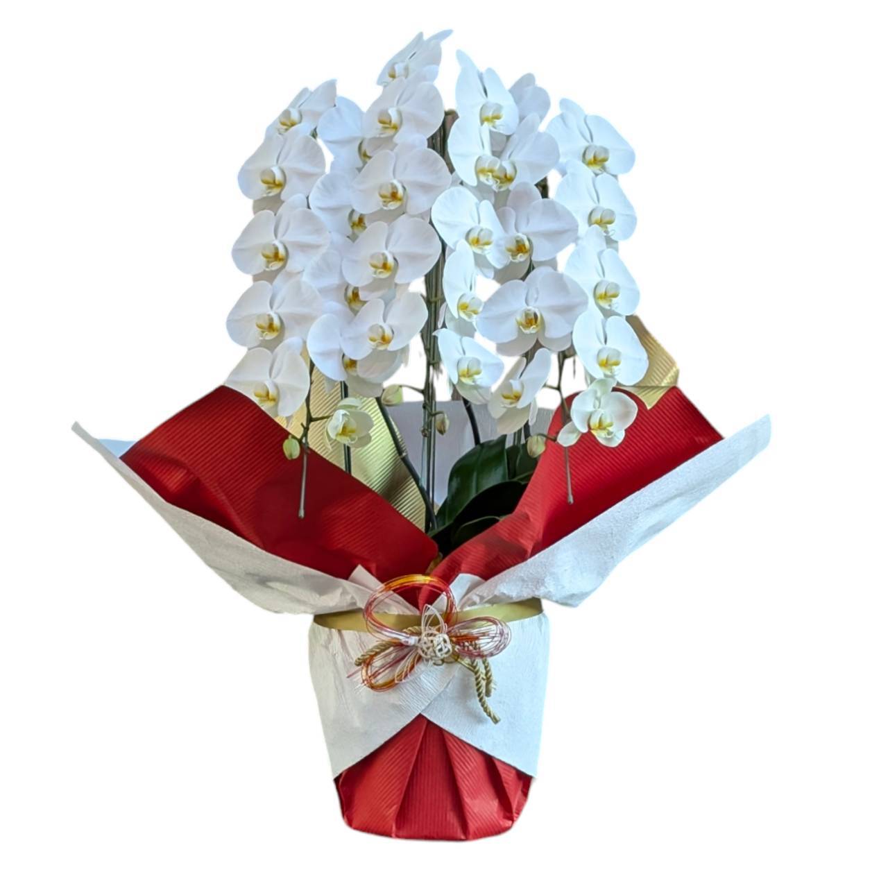 送料込み 胡蝶蘭 紅白舞鶴 札・ラッピング代全て込み | veryvery