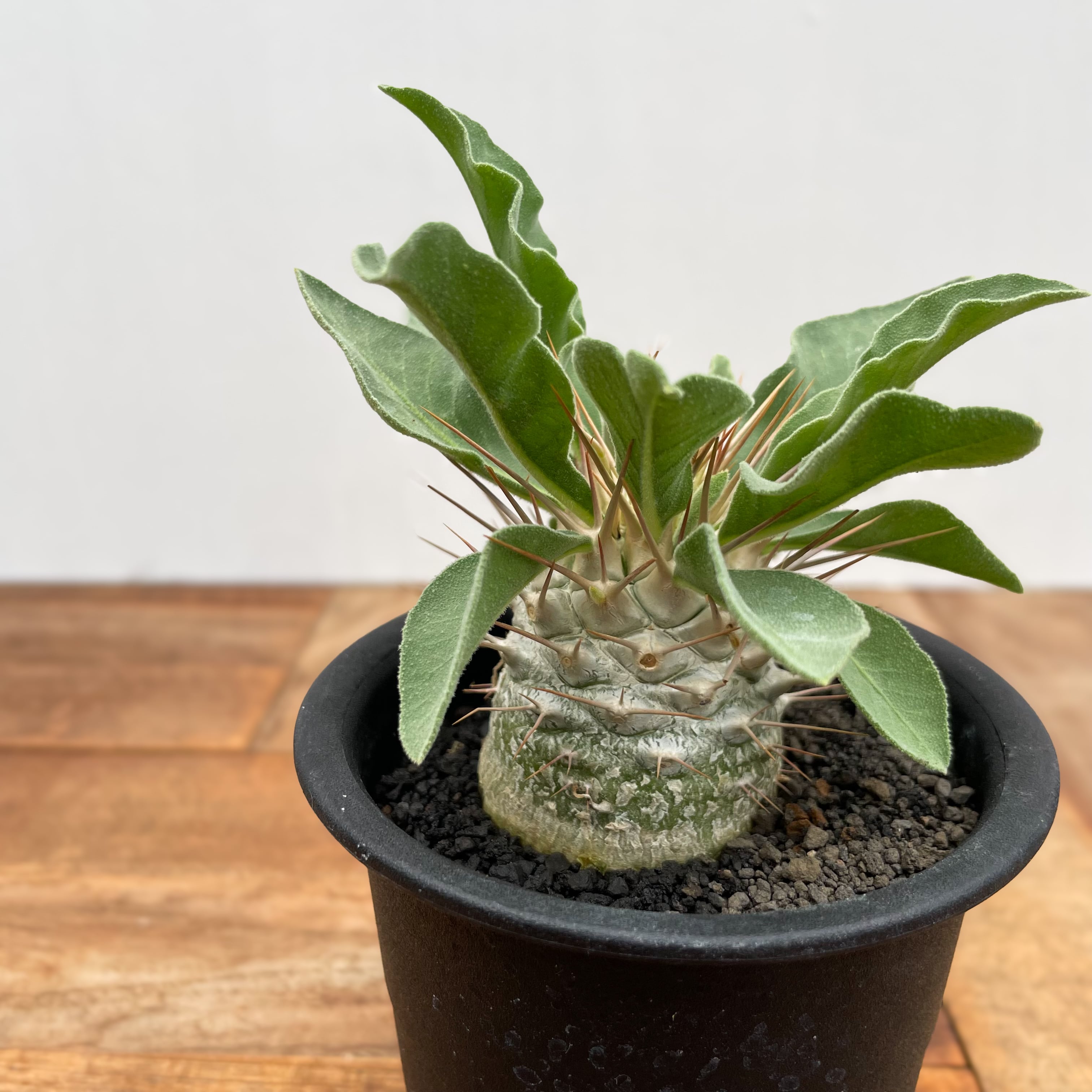 Pachypodium namaquanum【パキポディウム・ナマクアナム・光堂・実生