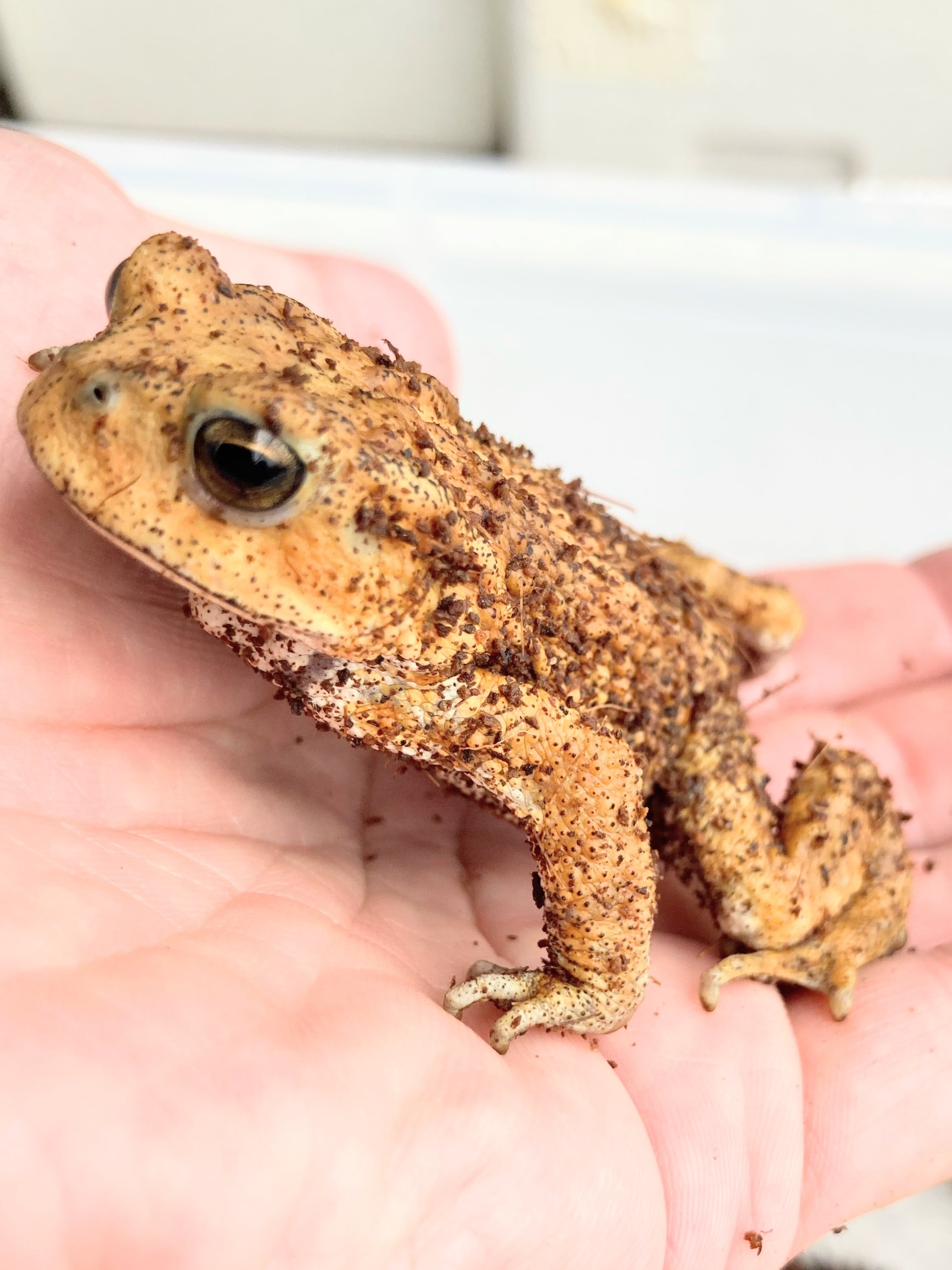 南大東島産 ミヤコヒキガエル レッド 1匹 | まるころ商店〜まるくて