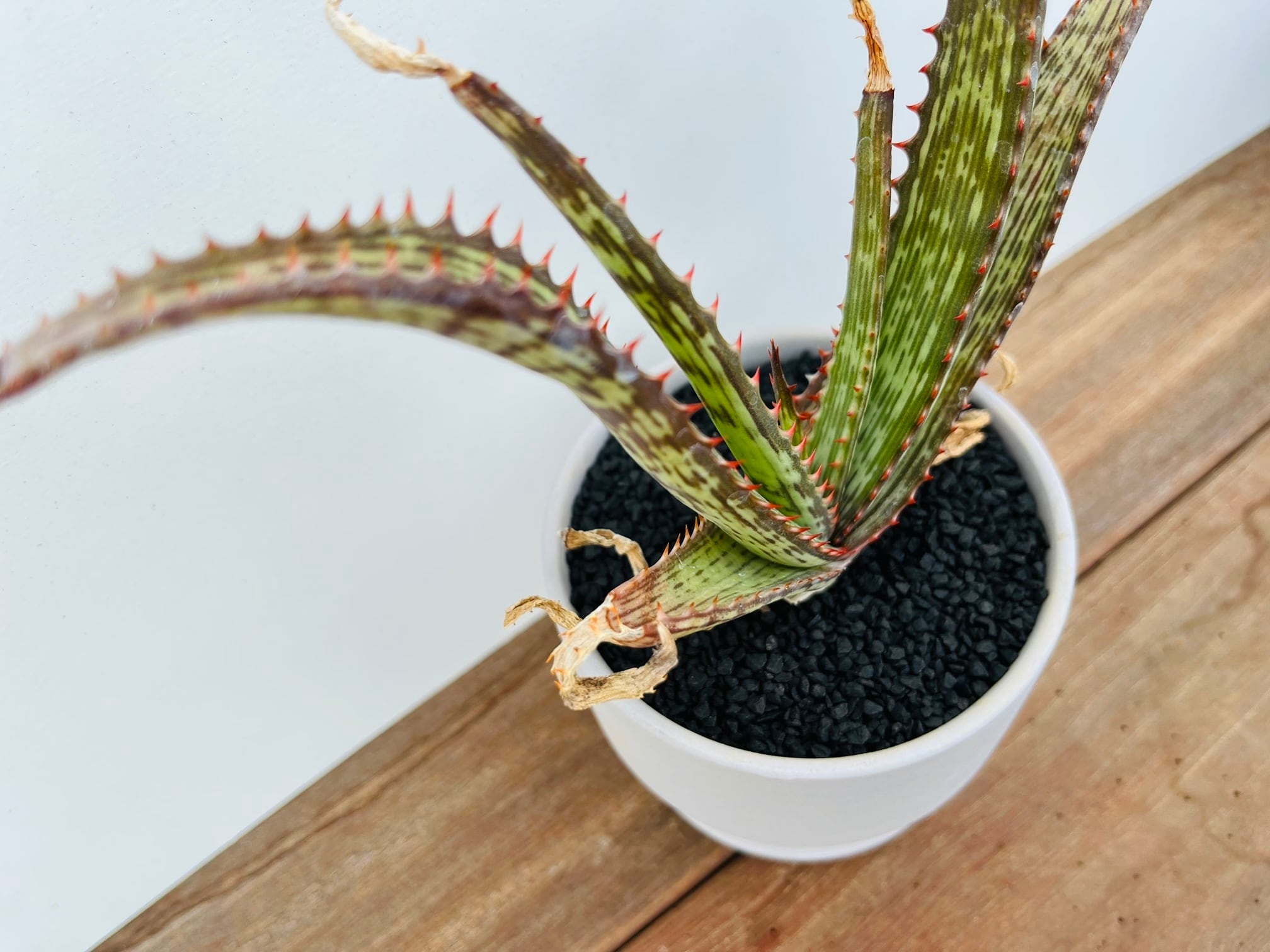 Aloe branddraaiensis アロエ ブランドレイエンシス | plants MARU