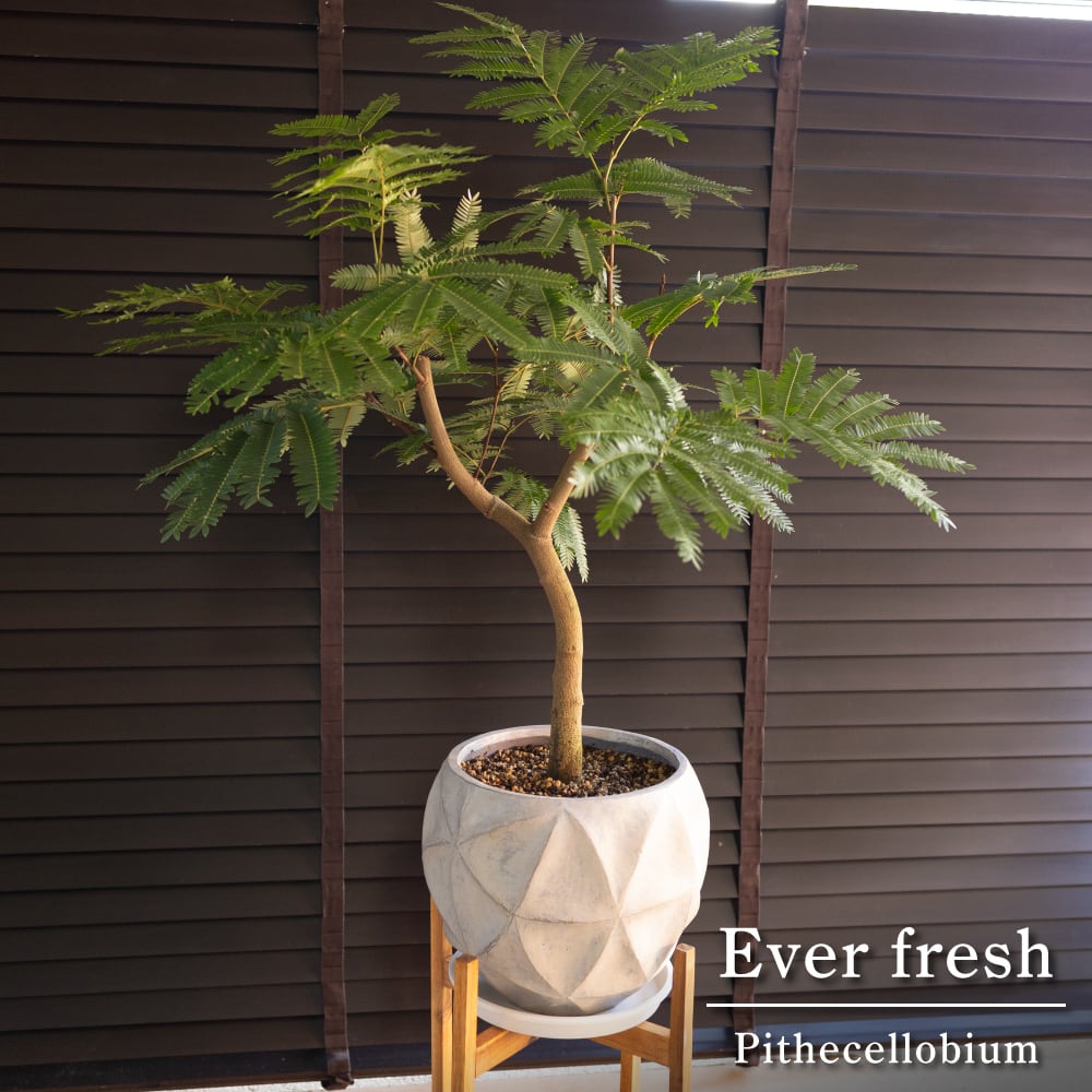 幹太 エバーフレッシュ 9号 陶器鉢 盆栽 Ever fresh Pithecellobium