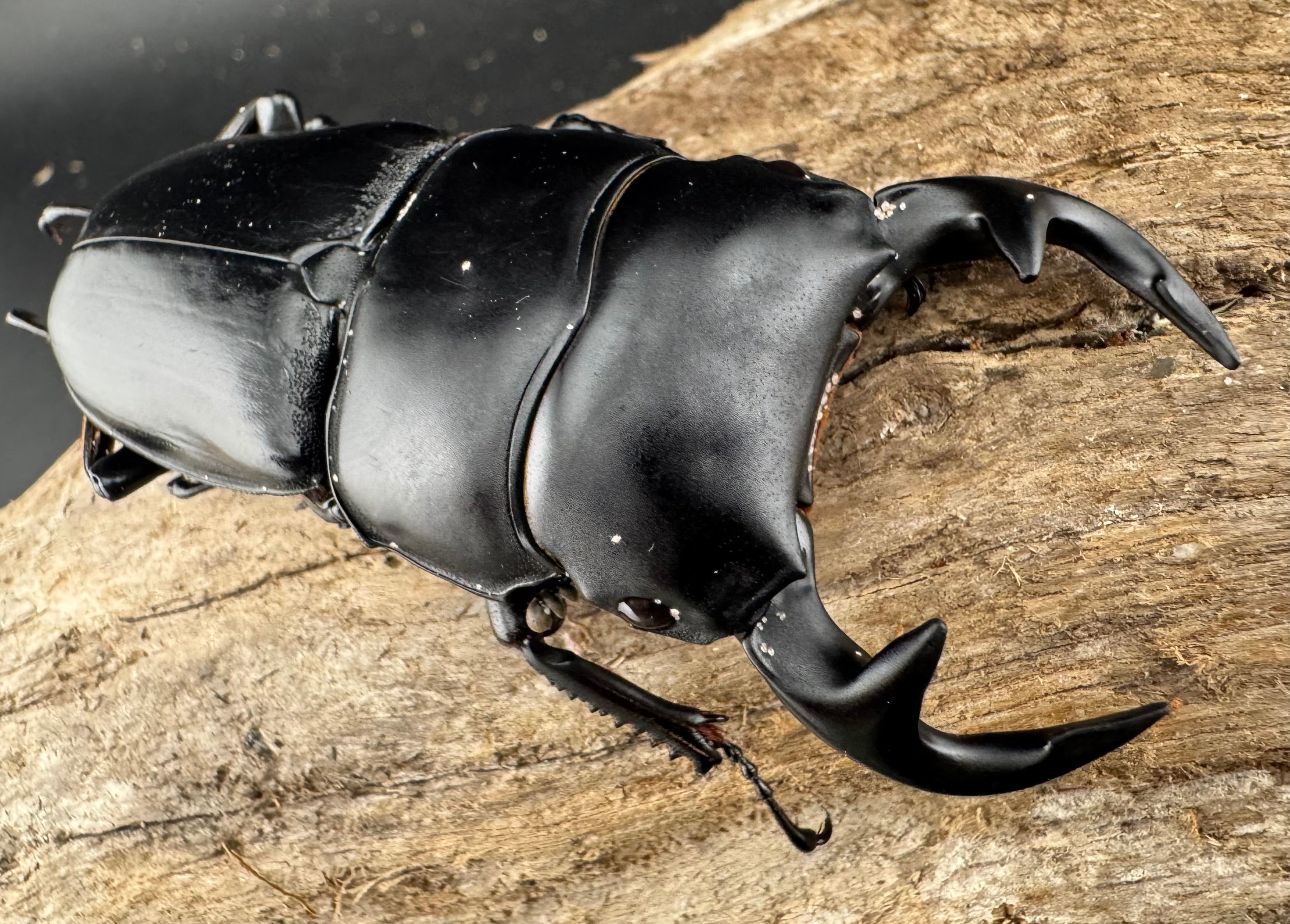 WD】《グランディスオオクワ原名亜種 70mm ペア》 | KPW公式オンライン