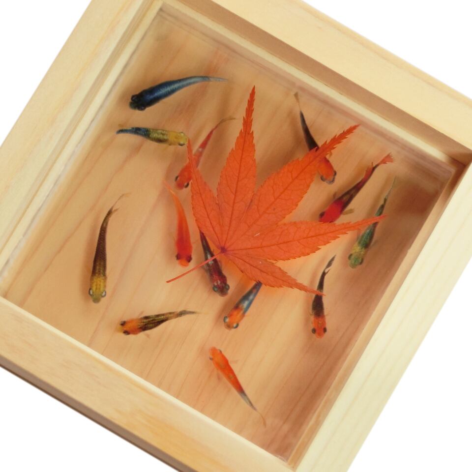 樹脂金魚 3D金魚 アート 数量限定 めだか 「輝/もみじ」 岐阜県 東濃