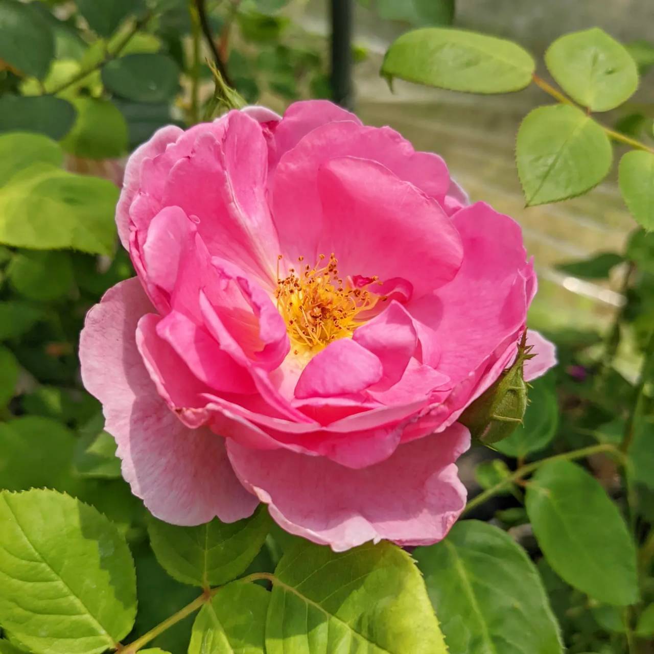 ジョン クレア | 天空のバラ園(無農薬バラ苗・花苗・クレマチス