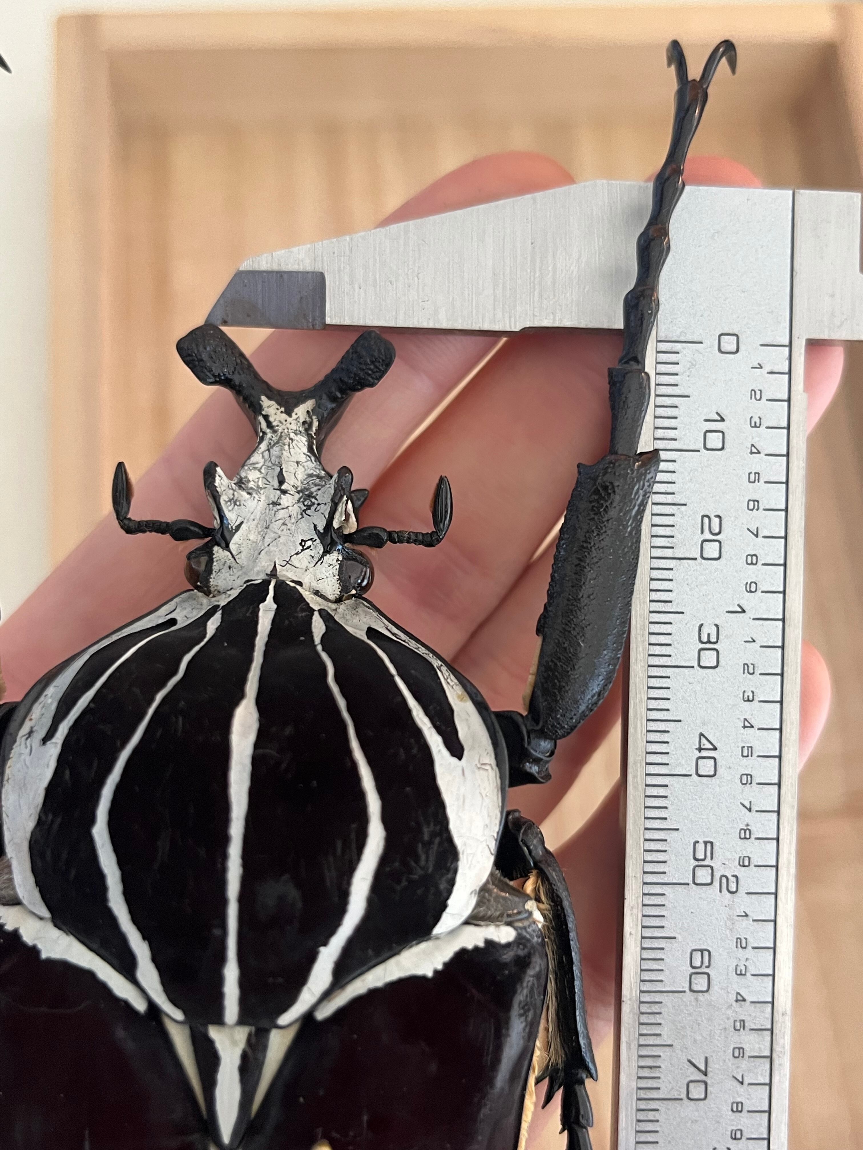 104mm】ゴライアスオオツノハナムグリWC Goliath Goliath ヘラクレス