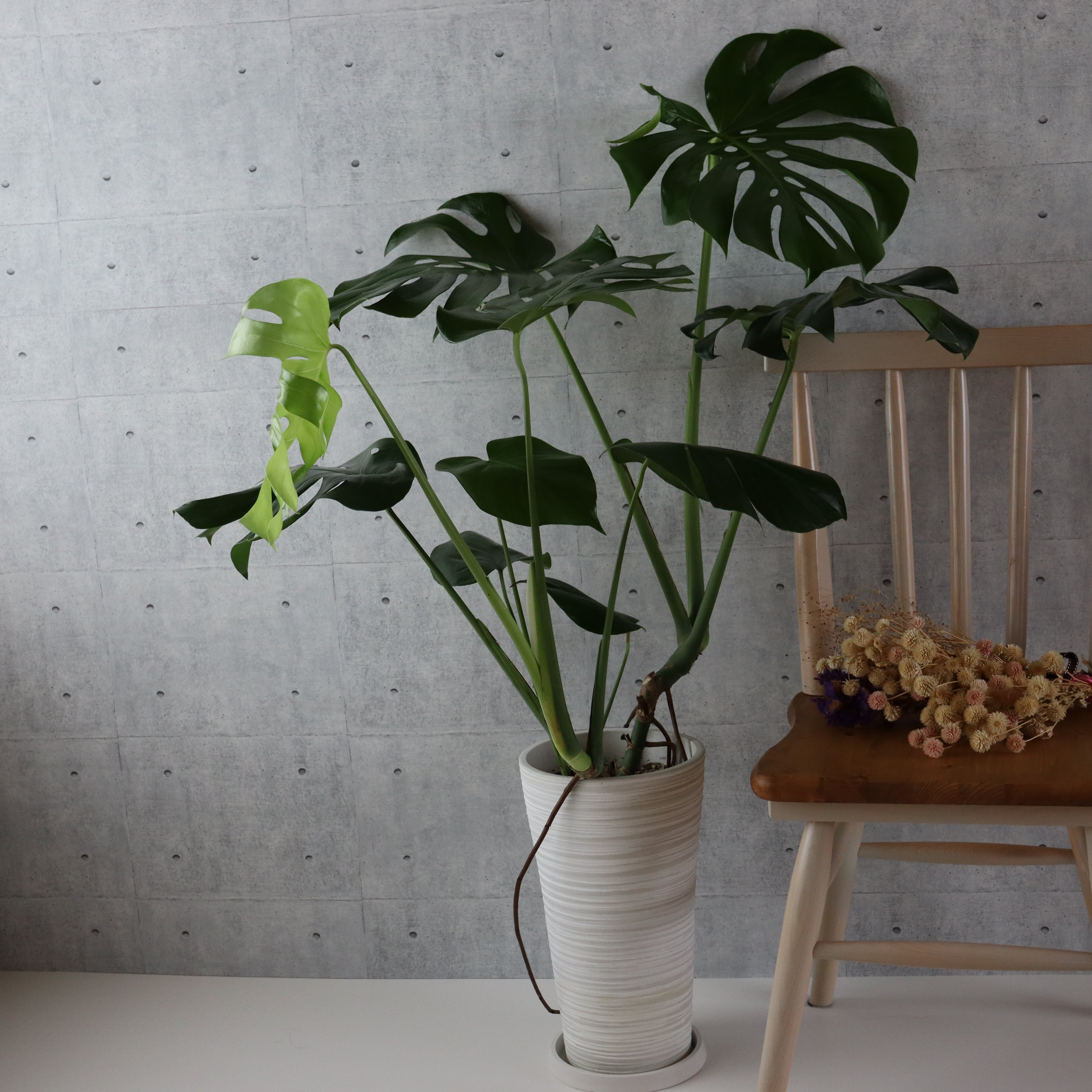 大型 モンステラ 120cm】2株以上 葉の大きさ40cm 観葉植物 室内 | 観葉