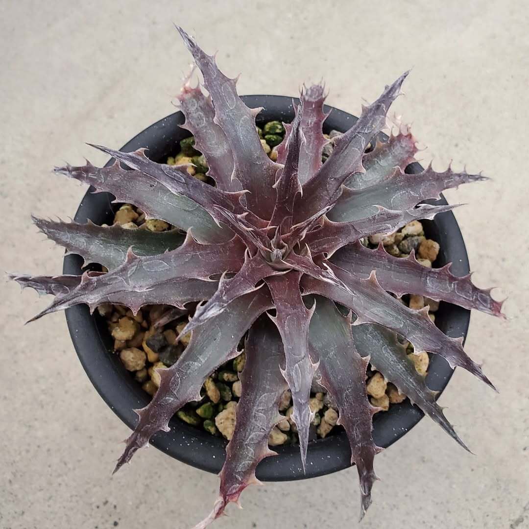 F00084_Dyckia 'Battle Axe'：ディッキア・バトルアクス（子株