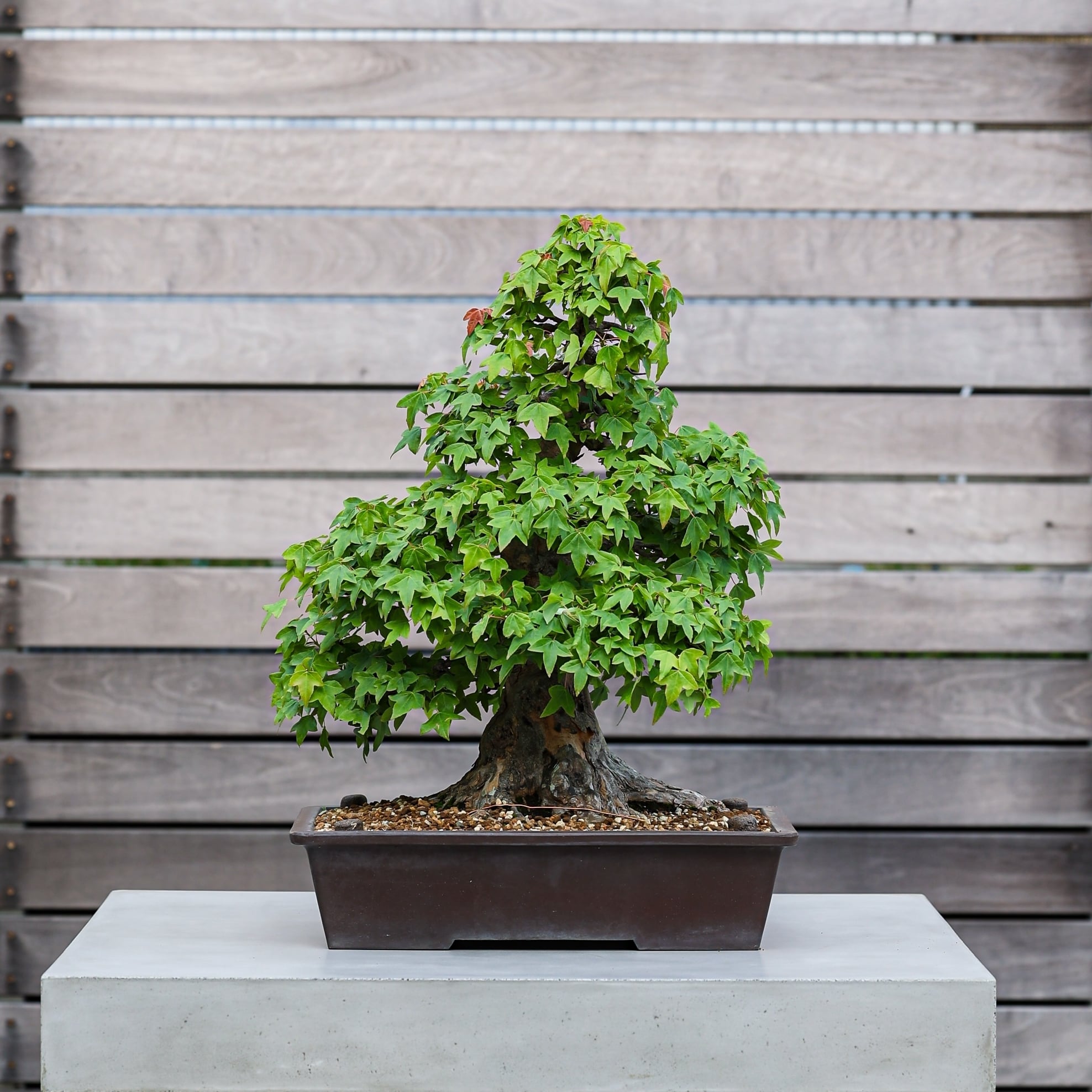 三河盆栽 カエデ 楓 小品素材 小品盆栽 変わり木 三河盆栽 カエデ 楓