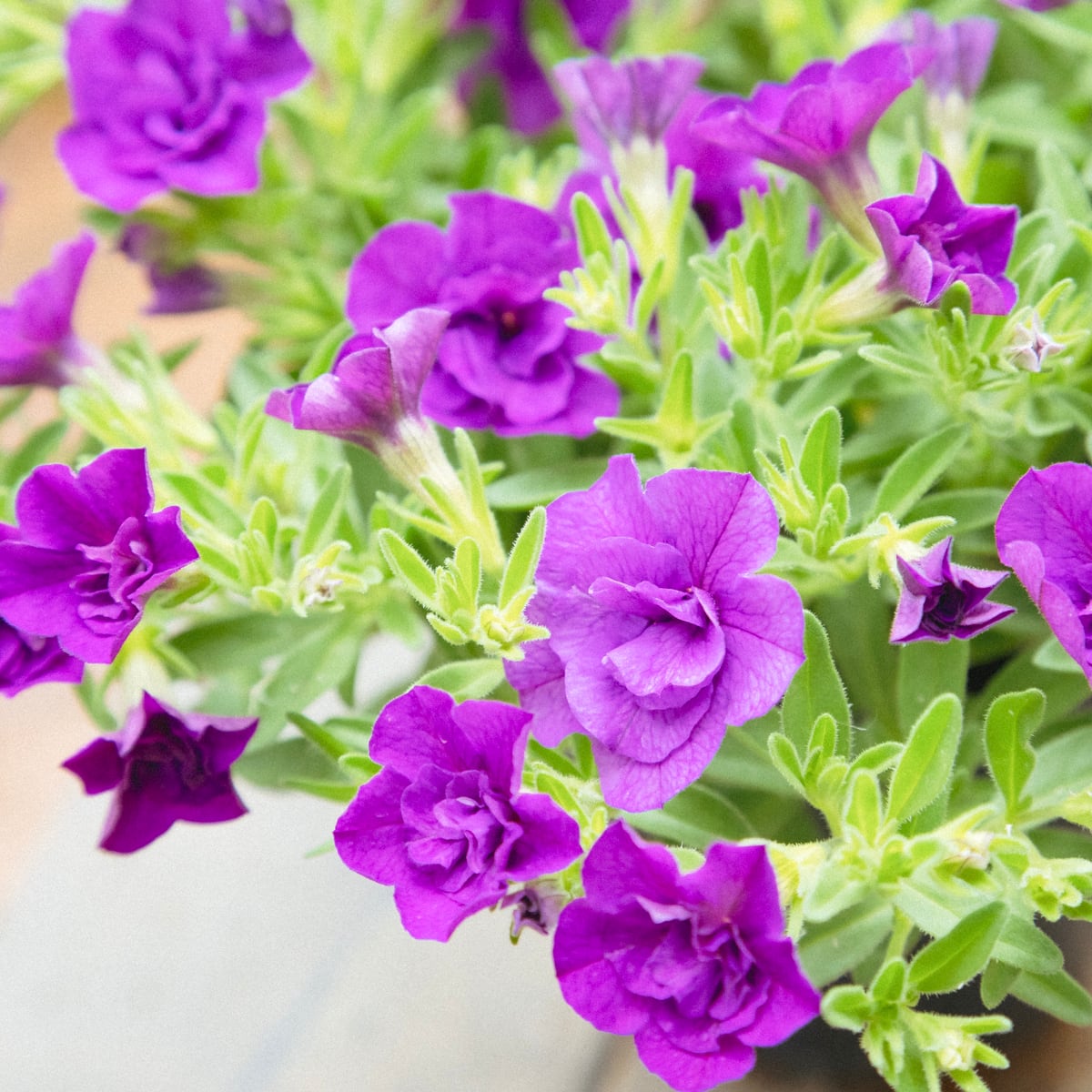 八重咲き カリブラコア ロージーズ パープル○花付き良 高橋一生さん