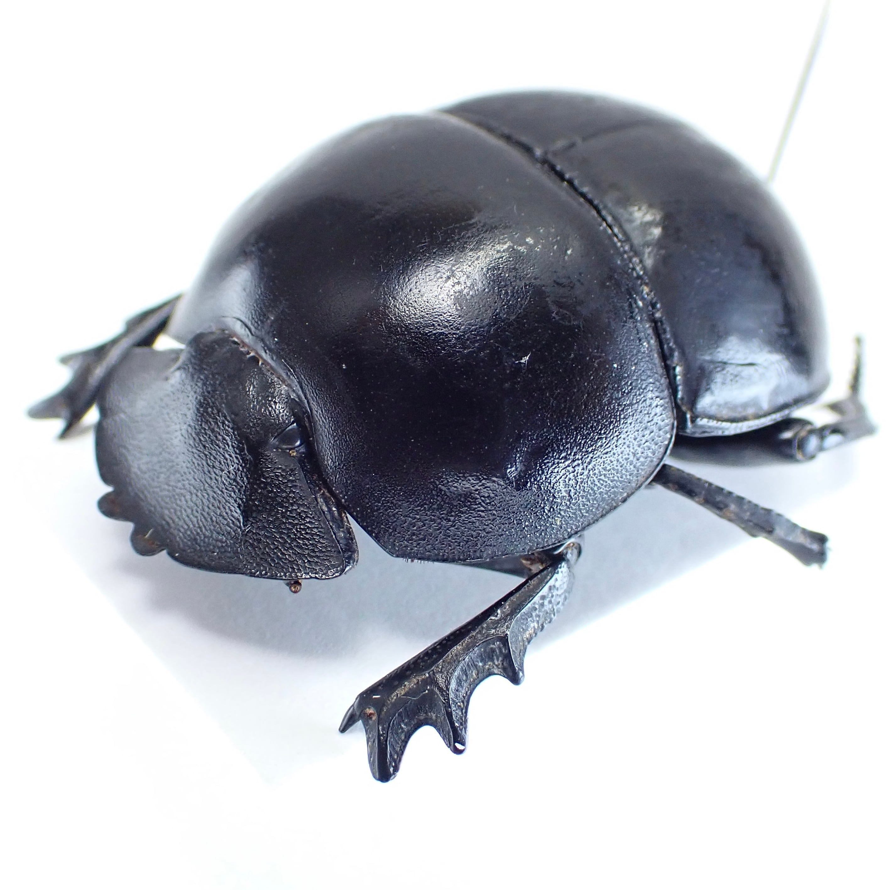 アンゴラ産 キャンサータマオシコガネ 46mm アンゴラ産 キャンサー