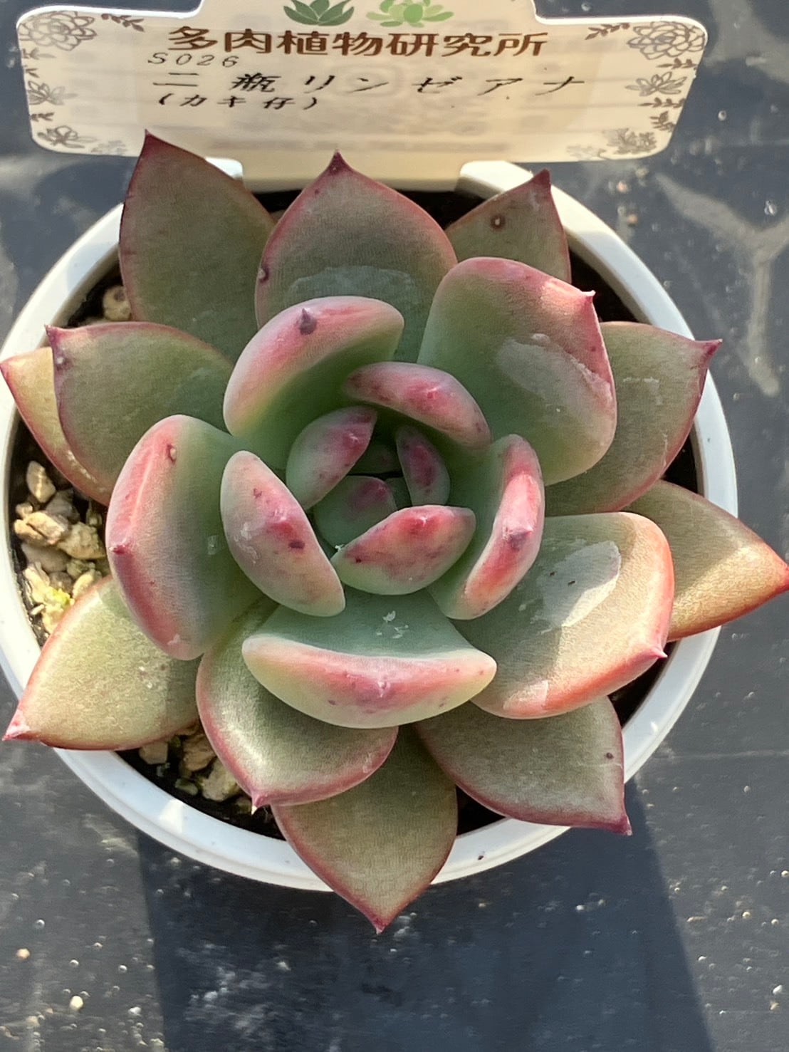 現物商品】二瓶リンゼアナ（カキ仔） | 多肉植物研究所