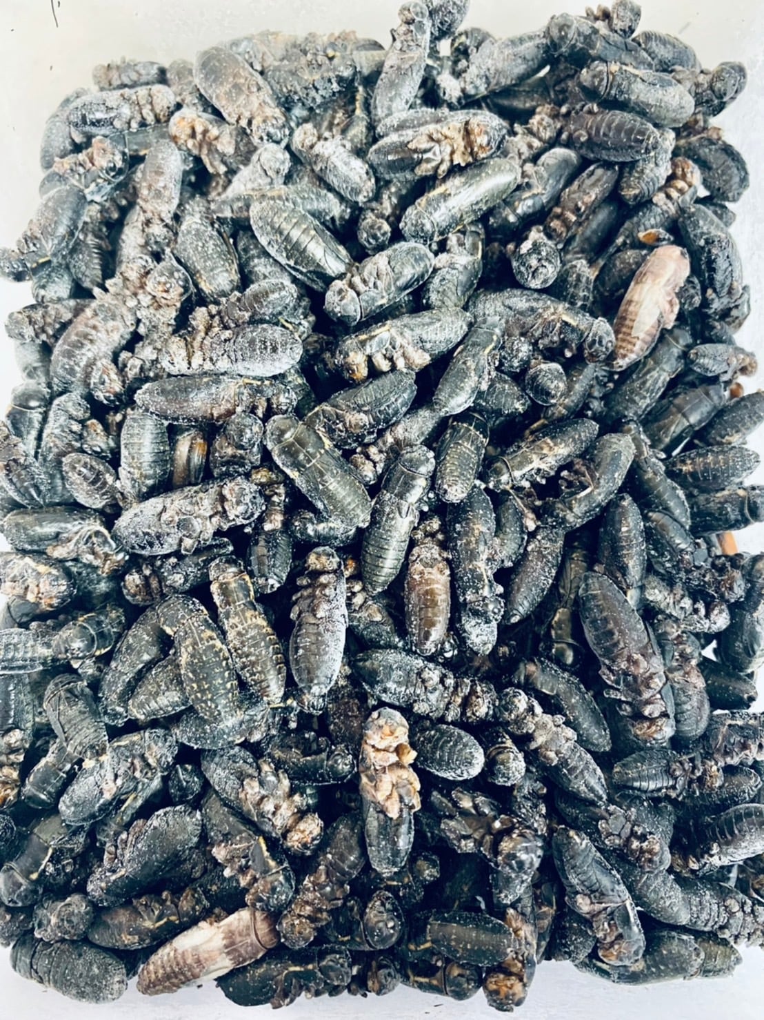 純国産冷凍クロコオロギLサイズ 100匹 | kenny