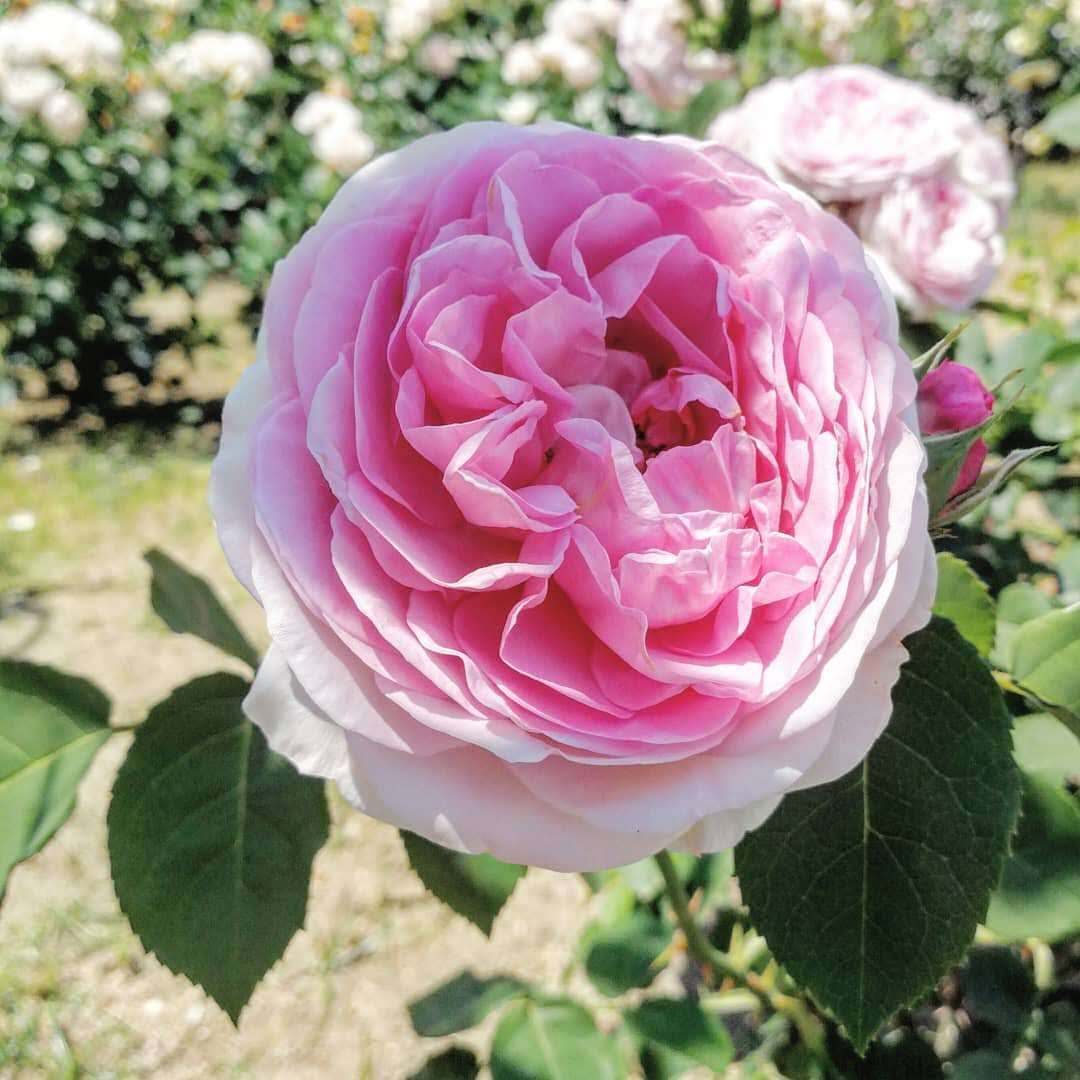 ライラック ローズ | 天空のバラ園(無農薬バラ苗・花苗・クレマチス