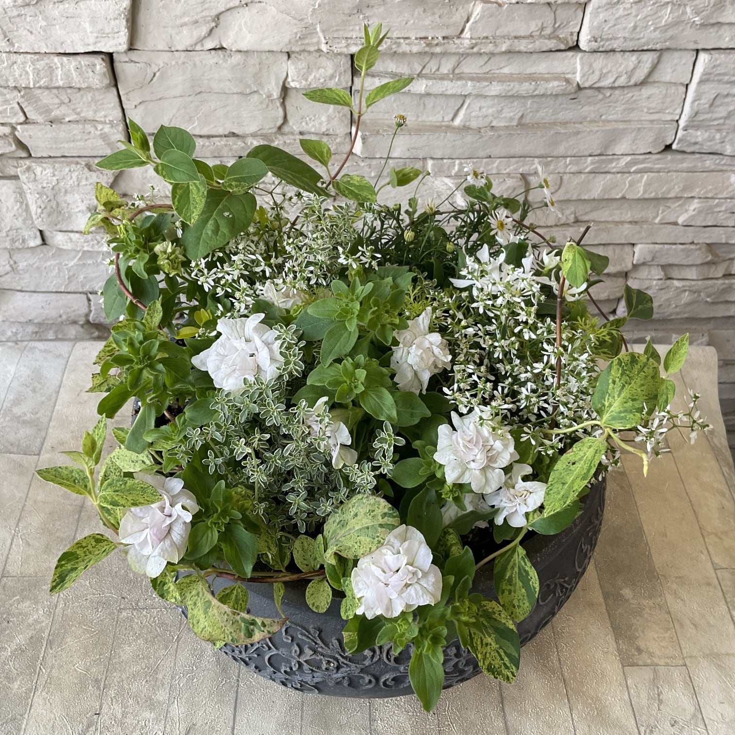 ペチュニアが際立つホワイトの寄せ植え】 | 橋本種苗園