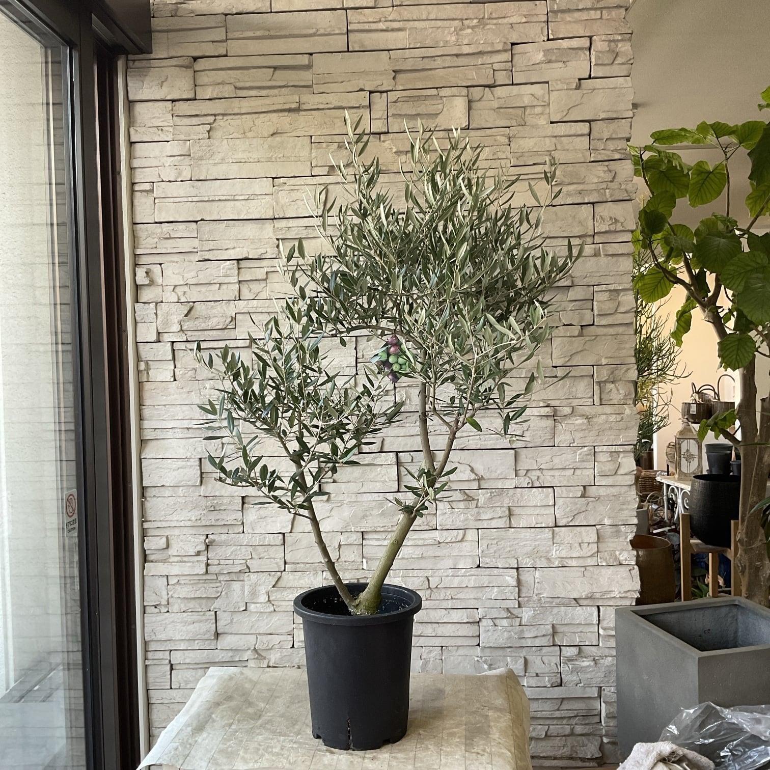 オリーブの木 | 橋本種苗園