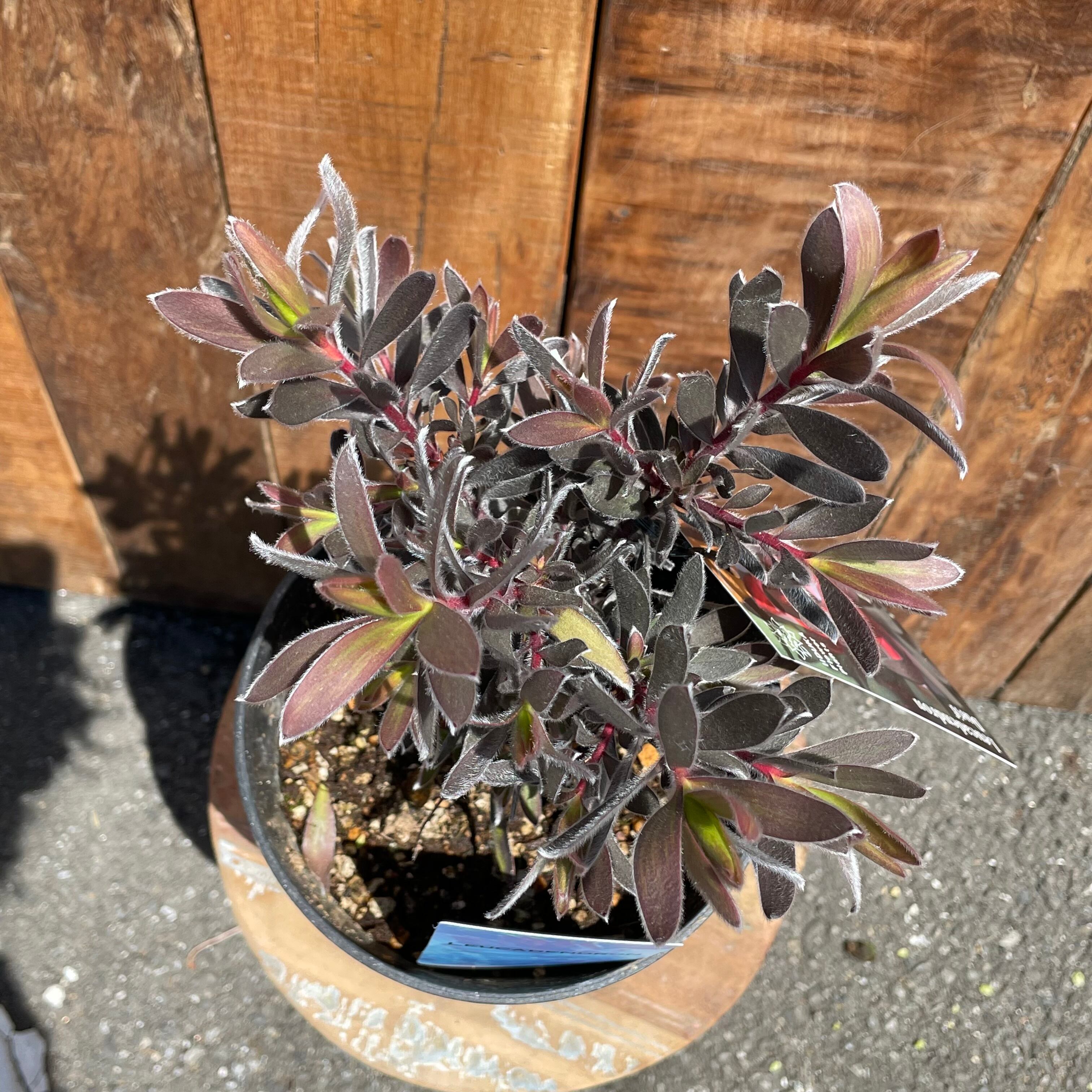 リューカデンドロン デュリフ② | 沼ノ上農園