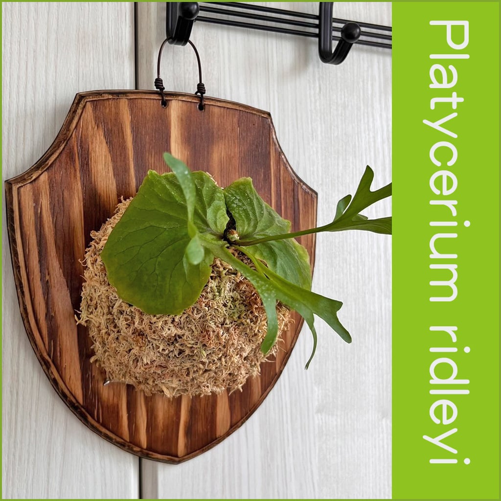 ビカクシダ リドレイ 板付 【観葉植物 室内 コウモリラン】 | bikakuya