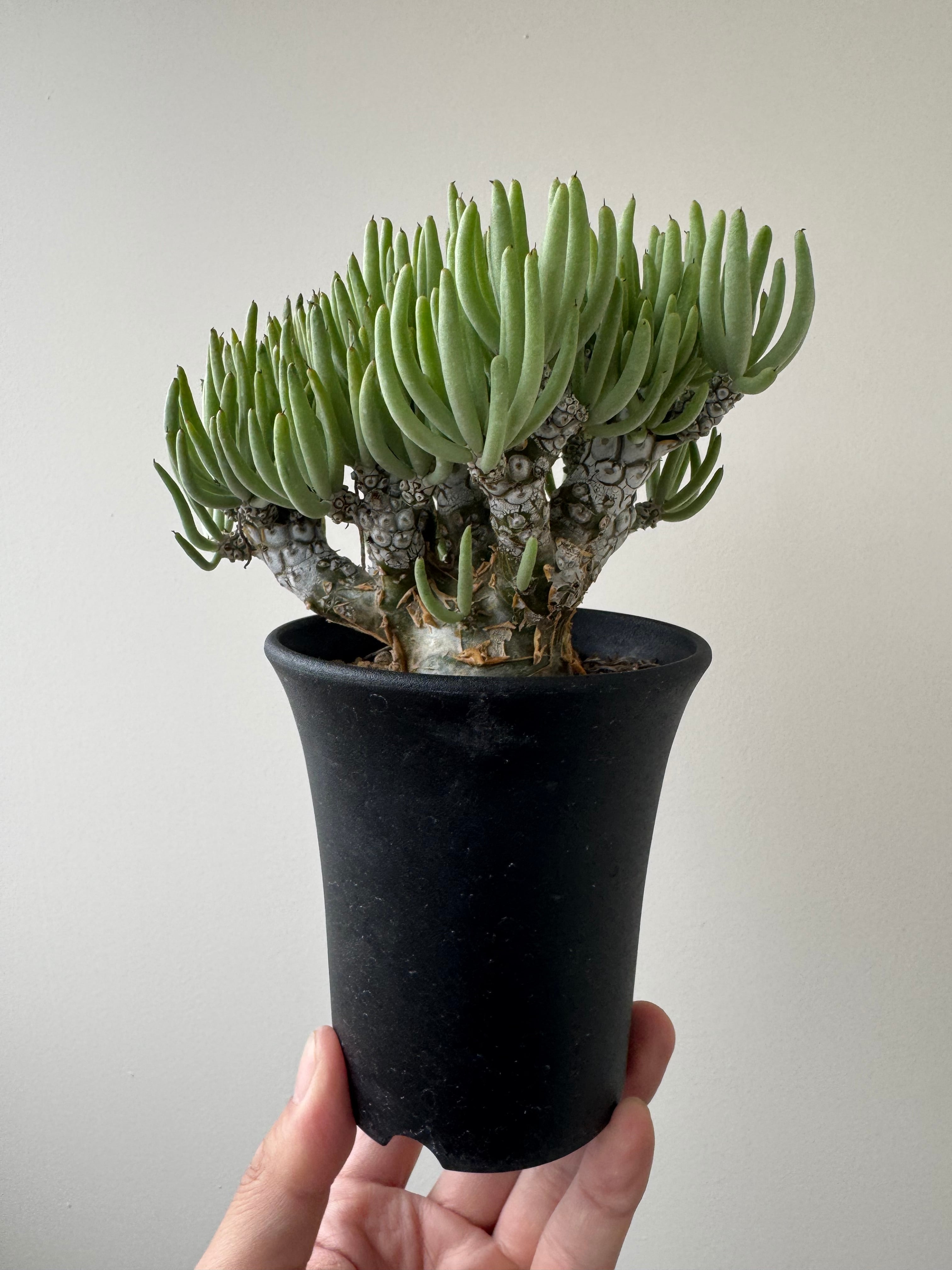 チレコドン | 青坊主-aobouzu-