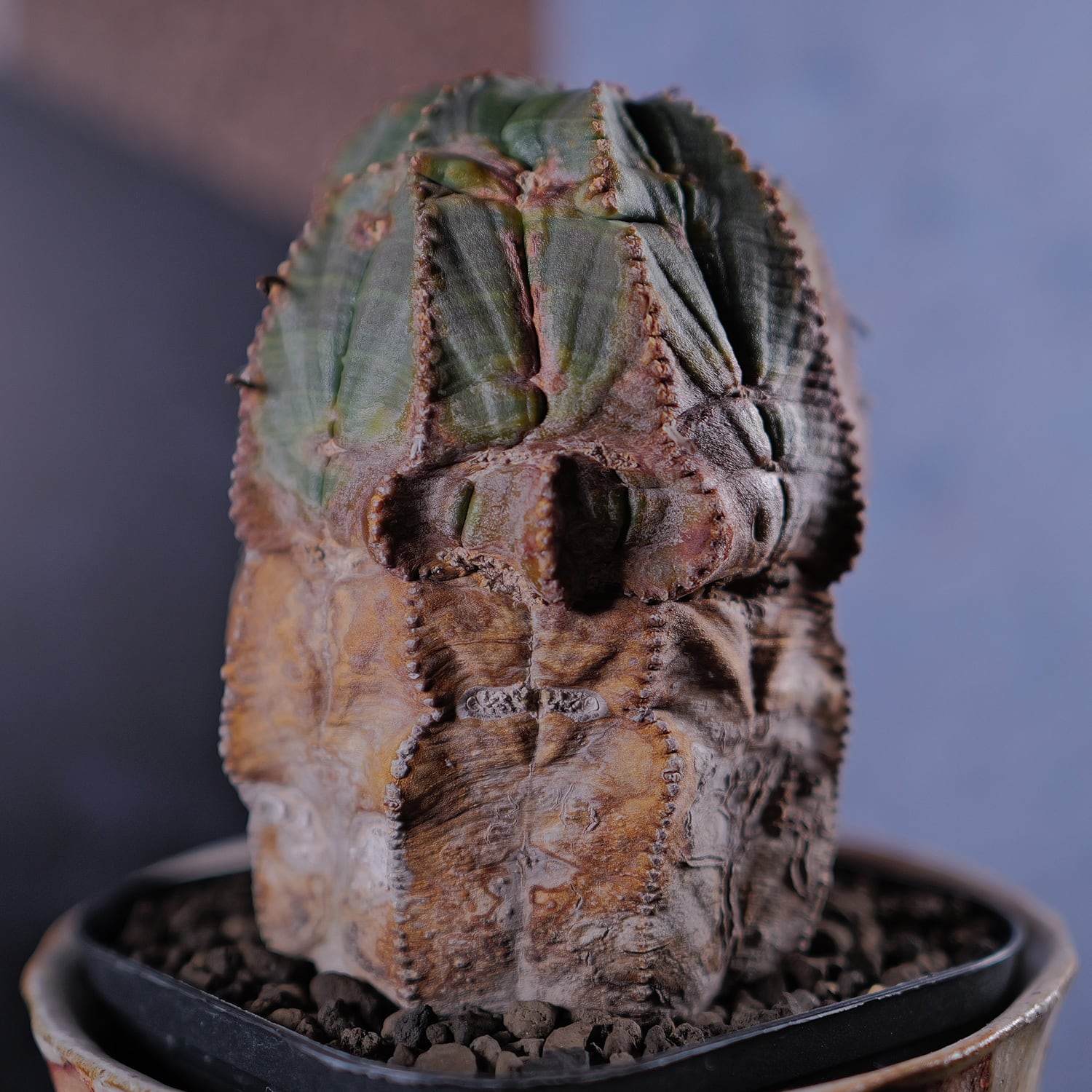 超厳選株】超大株 直径約7.7cm マウンテン 捻じれ オベサ