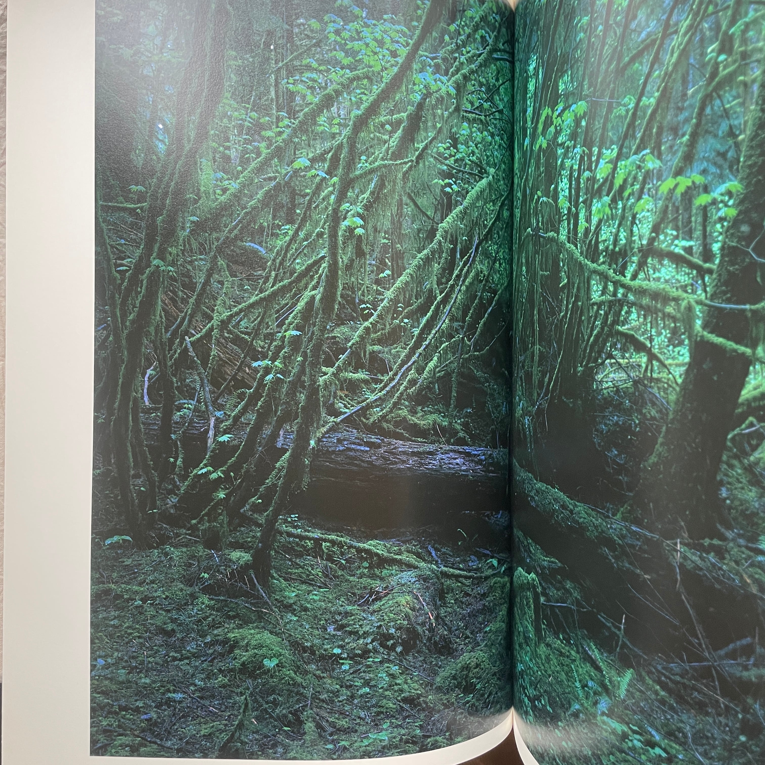 QUINAULT / 上田義彦(Yoshihiko Ueda) | 汀線 / TEISEN BOOKS