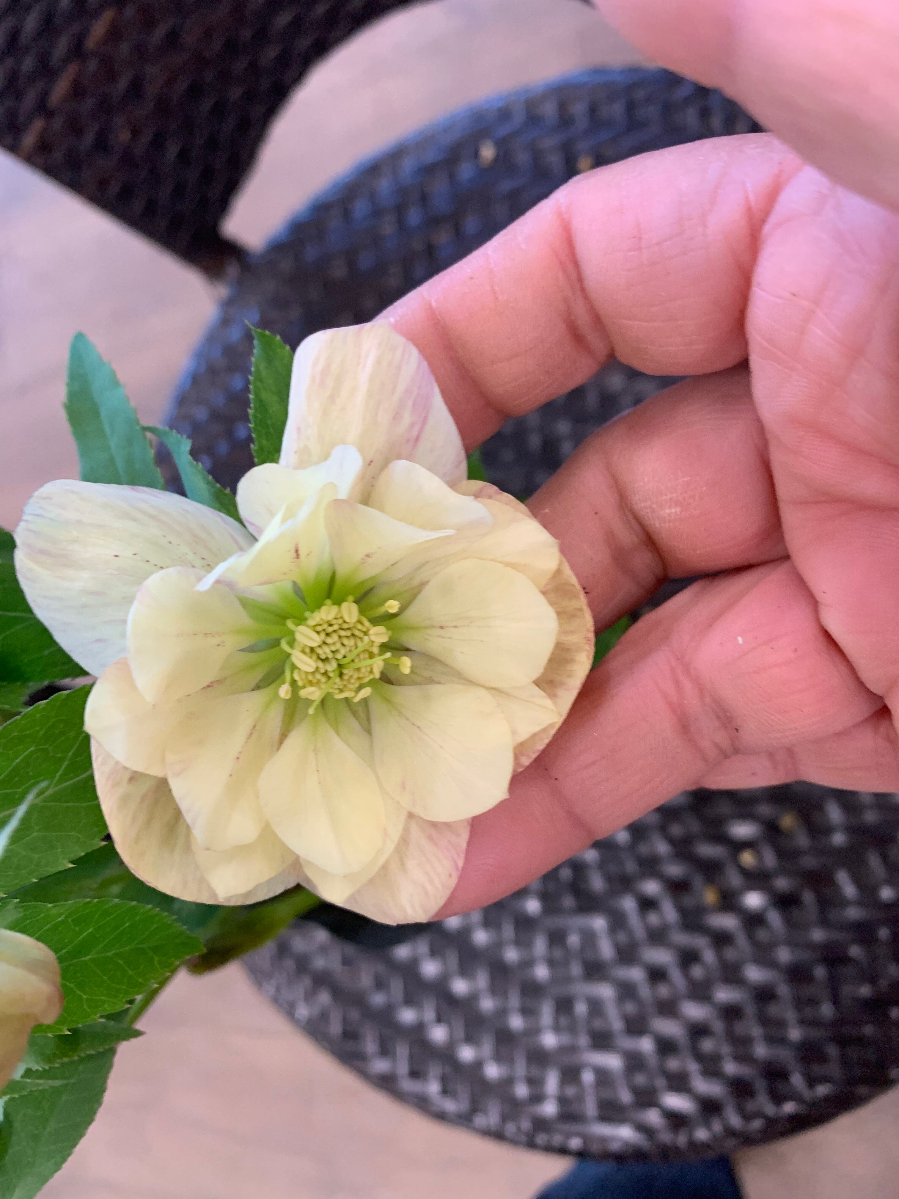 希少‼️④加藤農園さんのプレミアムクリスマスローズ 和風彩色絞り