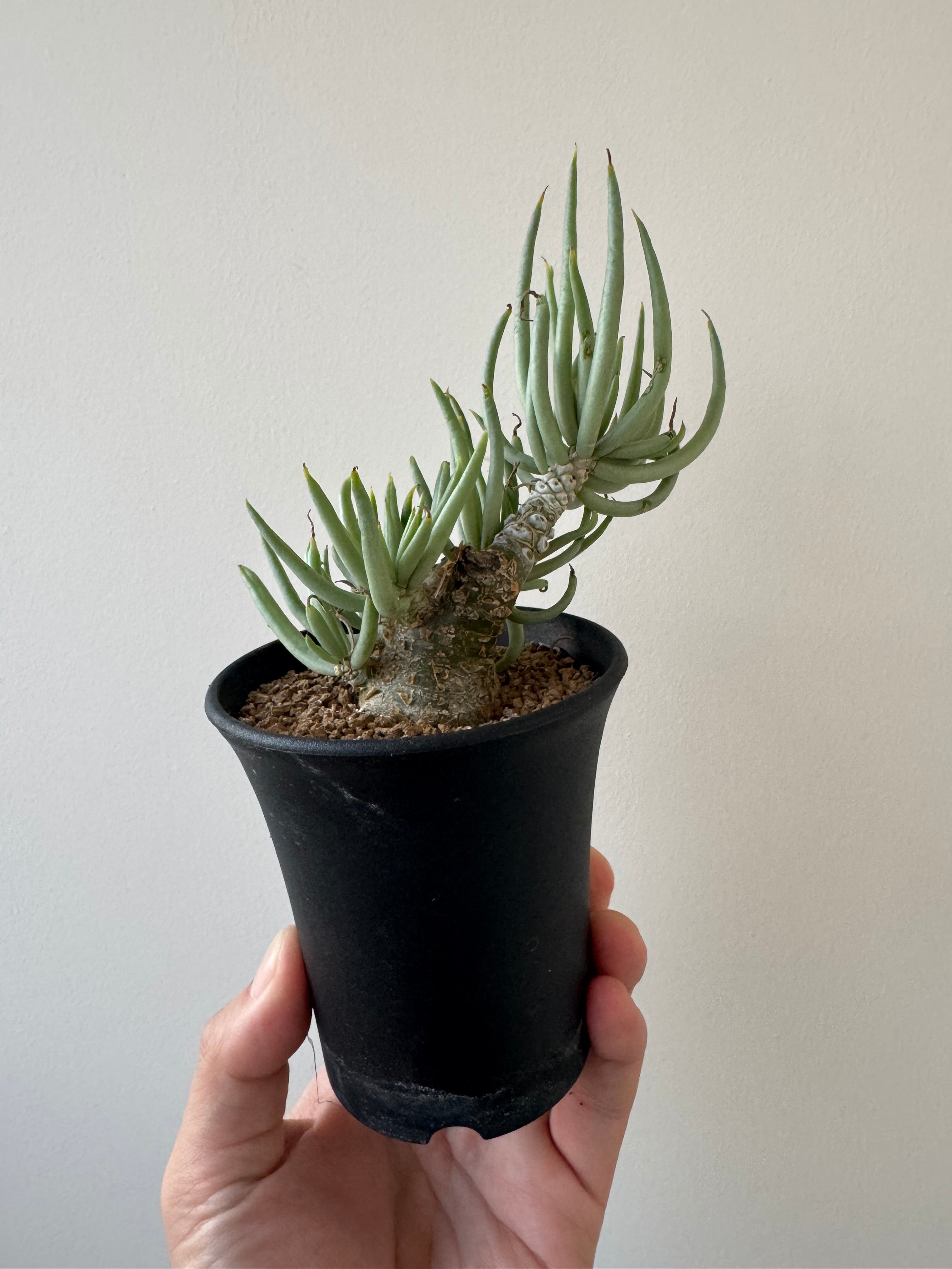 チレコドン | 青坊主-aobouzu-