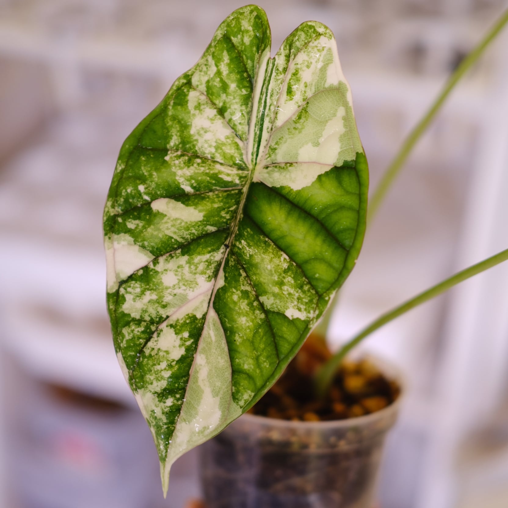 Alocasia dragon scale varigated│アロカシア ドラゴンスケール 斑入