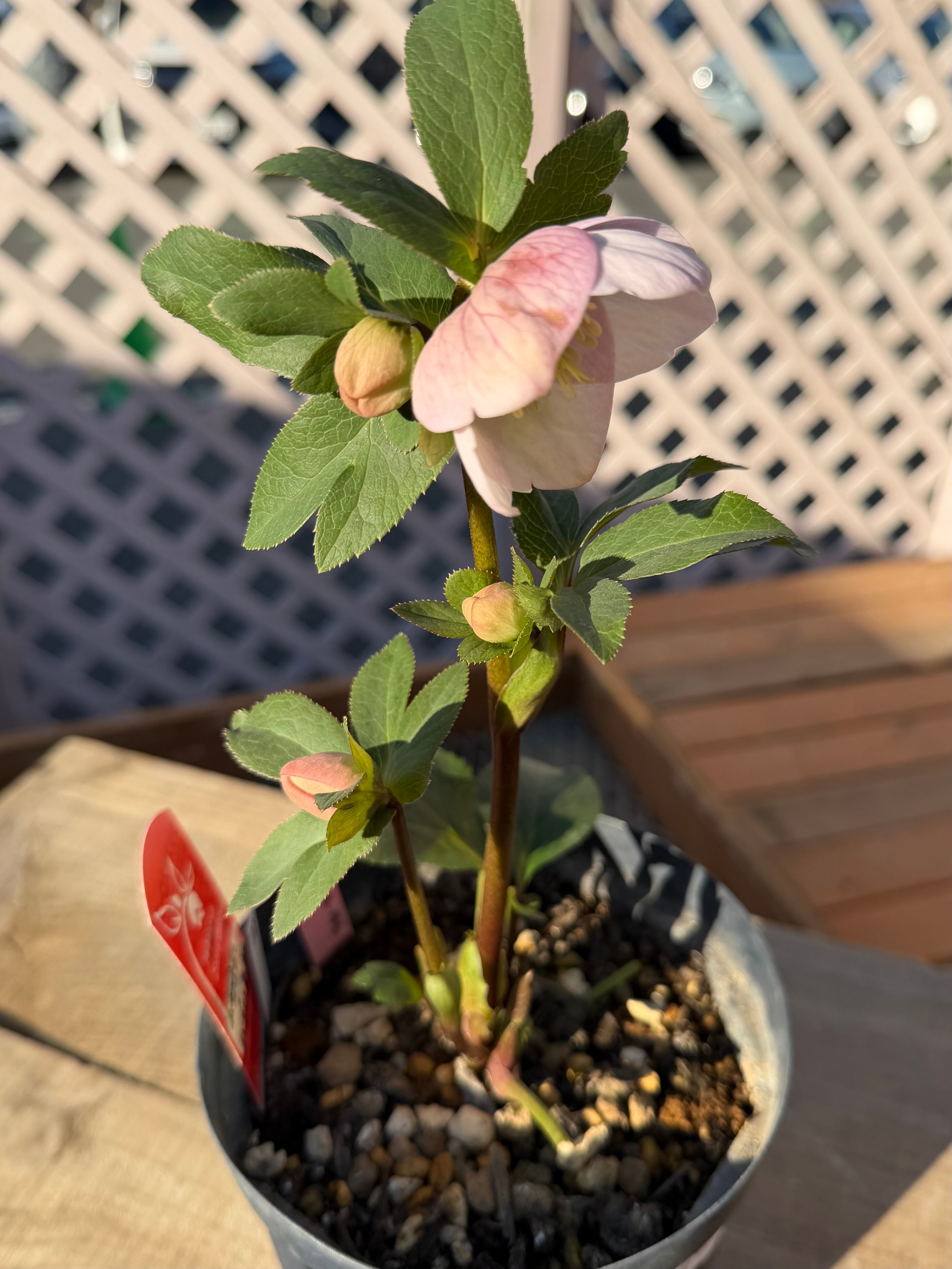 チベタヌス交配×チベタヌス戻し交配 Zoony Garden クリスマスローズ