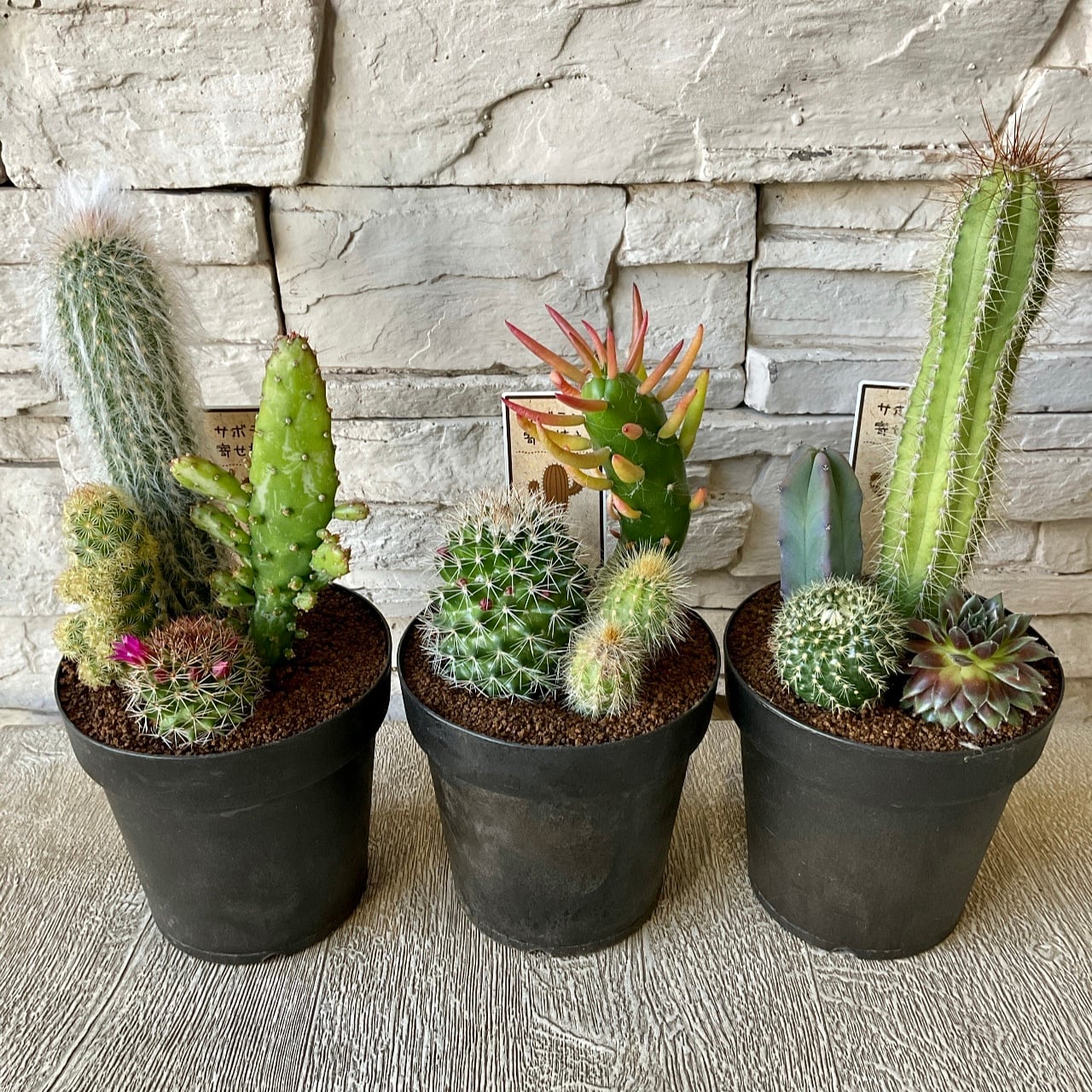 サボテン寄せ植え 4寸鉢 | 橋本種苗園