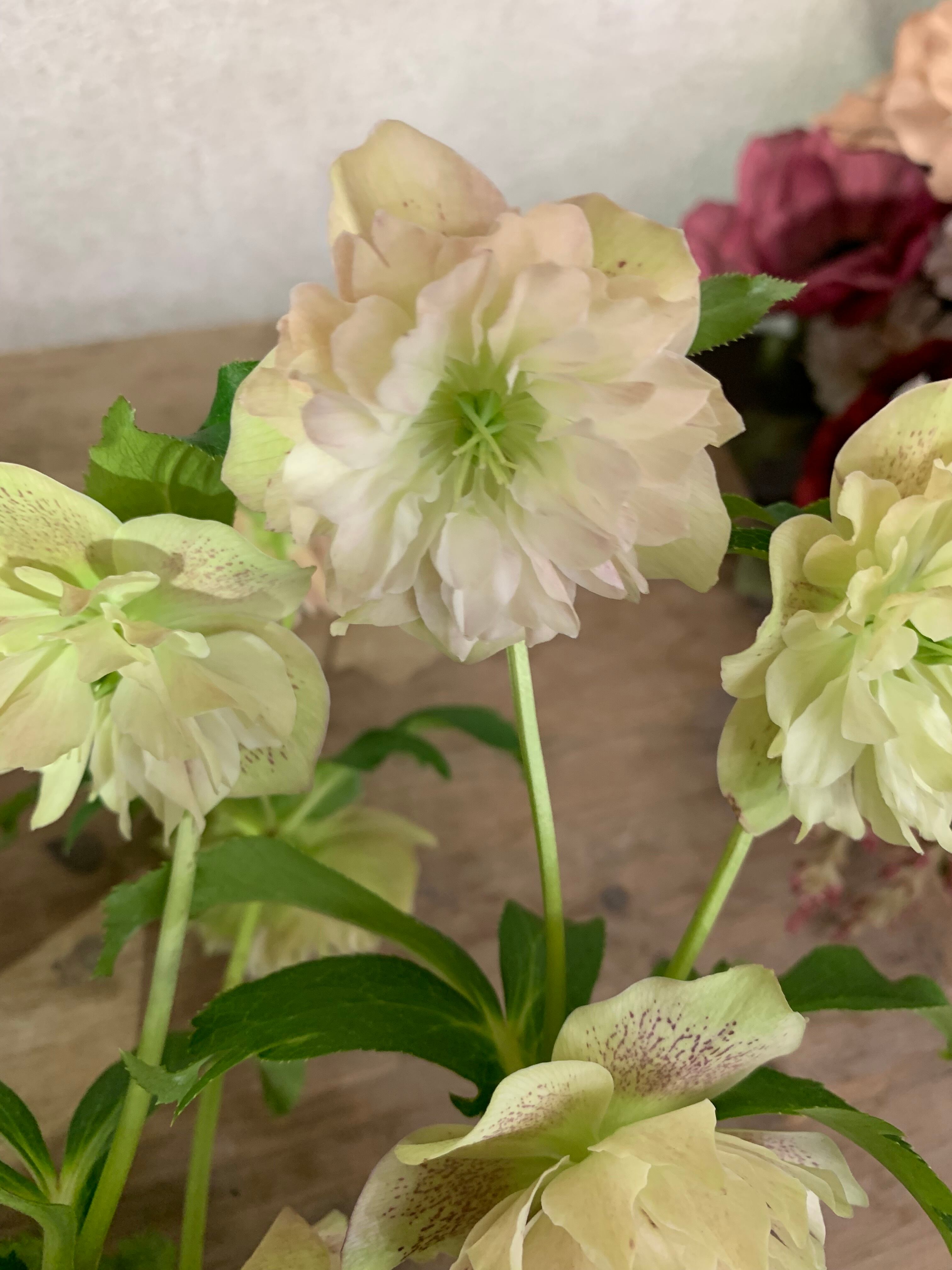 希少‼️④加藤農園さんのプレミアムクリスマスローズ 和風彩色絞り