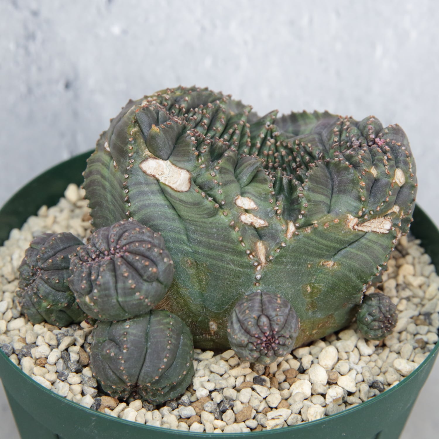 超厳選株】大株 親株 最大幅約 8cm 仔吹き 円扇綴化 オベサ