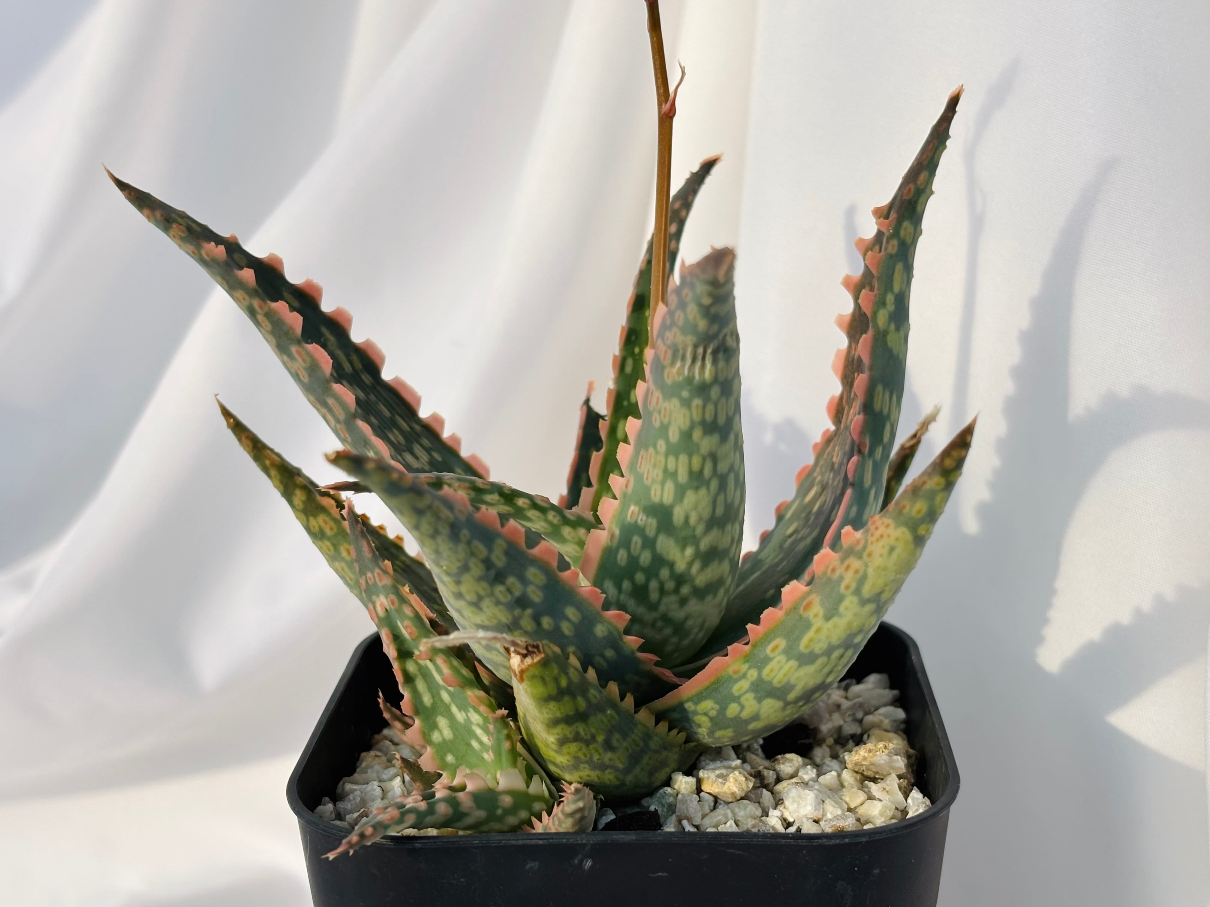 Aloe branddraaiensis アロエ ブランドレイエンシス | plants MARU