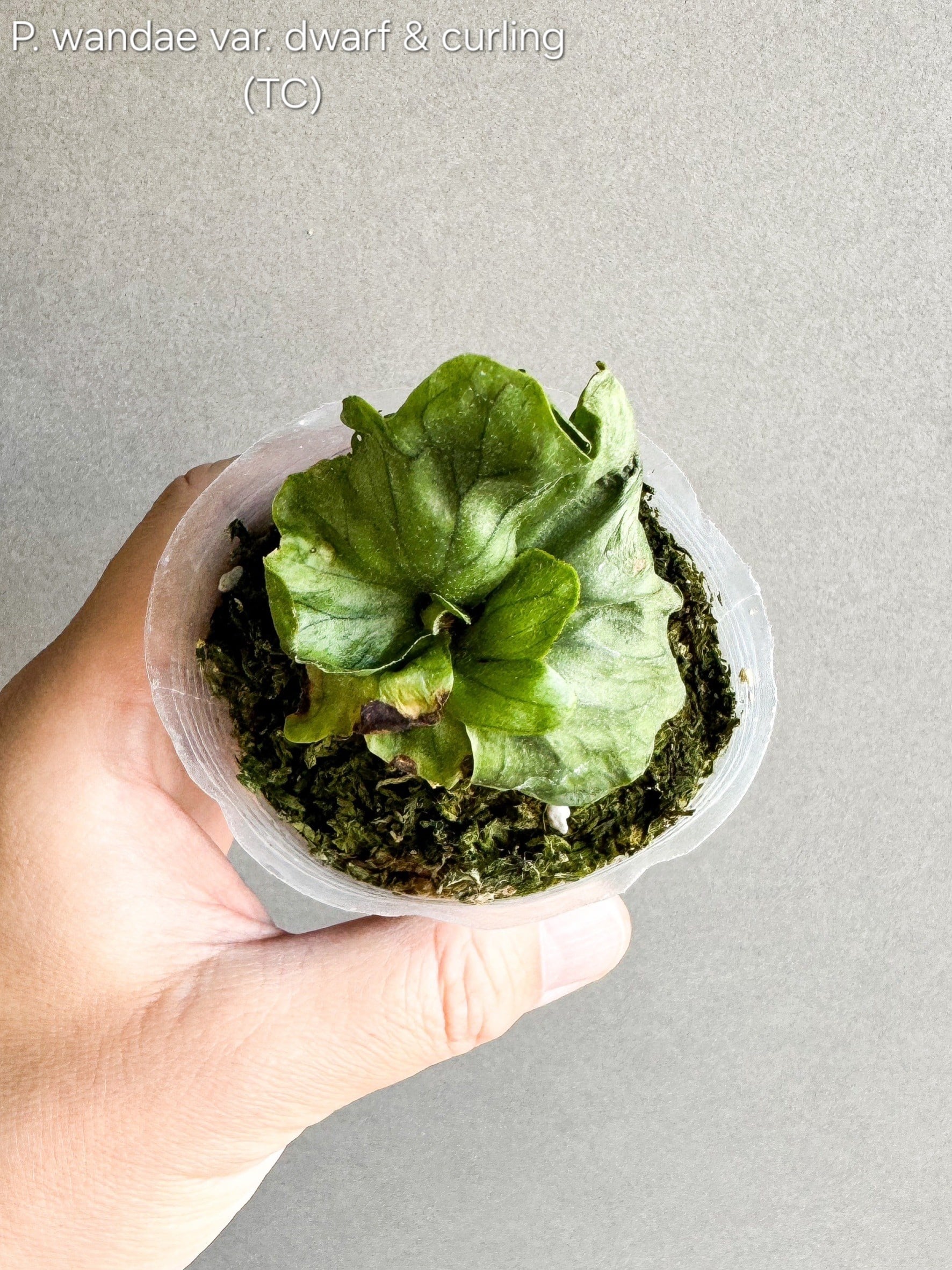 P. wandae var. dwarf & curling (TC) 【artPLANTs】ビカクシダ
