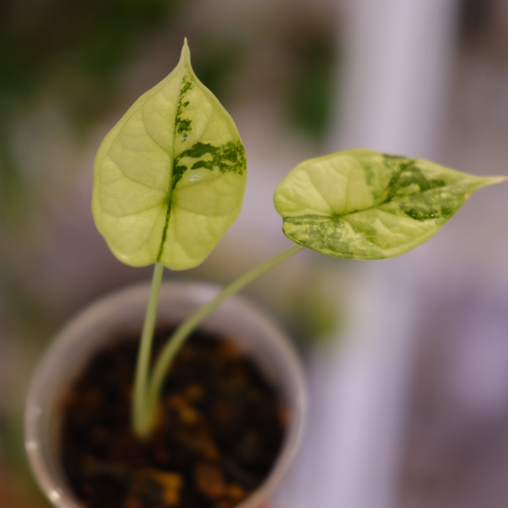 希少 アロカシア ドラゴンブレス 斑入り 希少 アロカシア ドラゴン