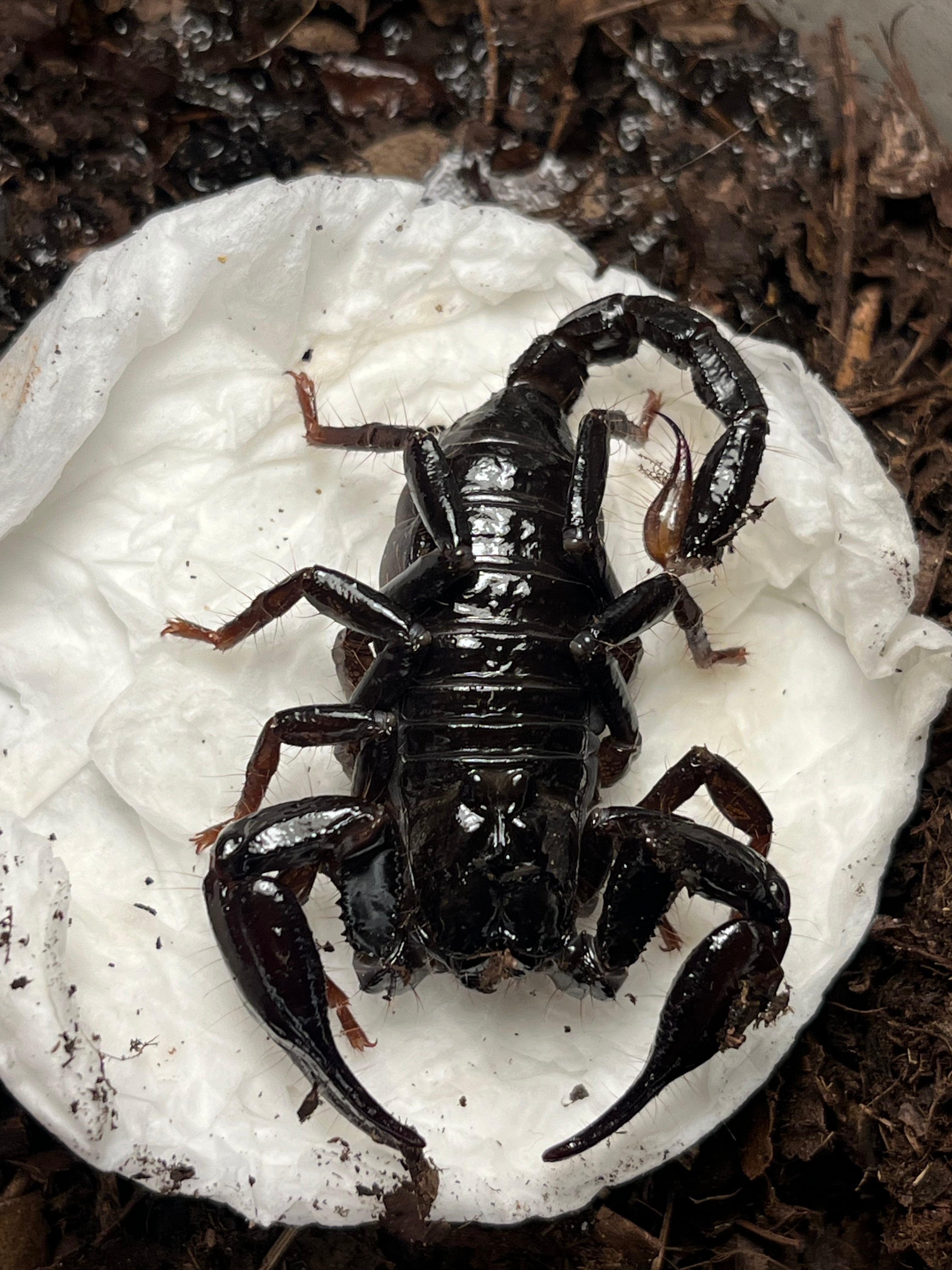 単為生殖】ロングクロースコーピオン Heterometrus タランチュラムカデ