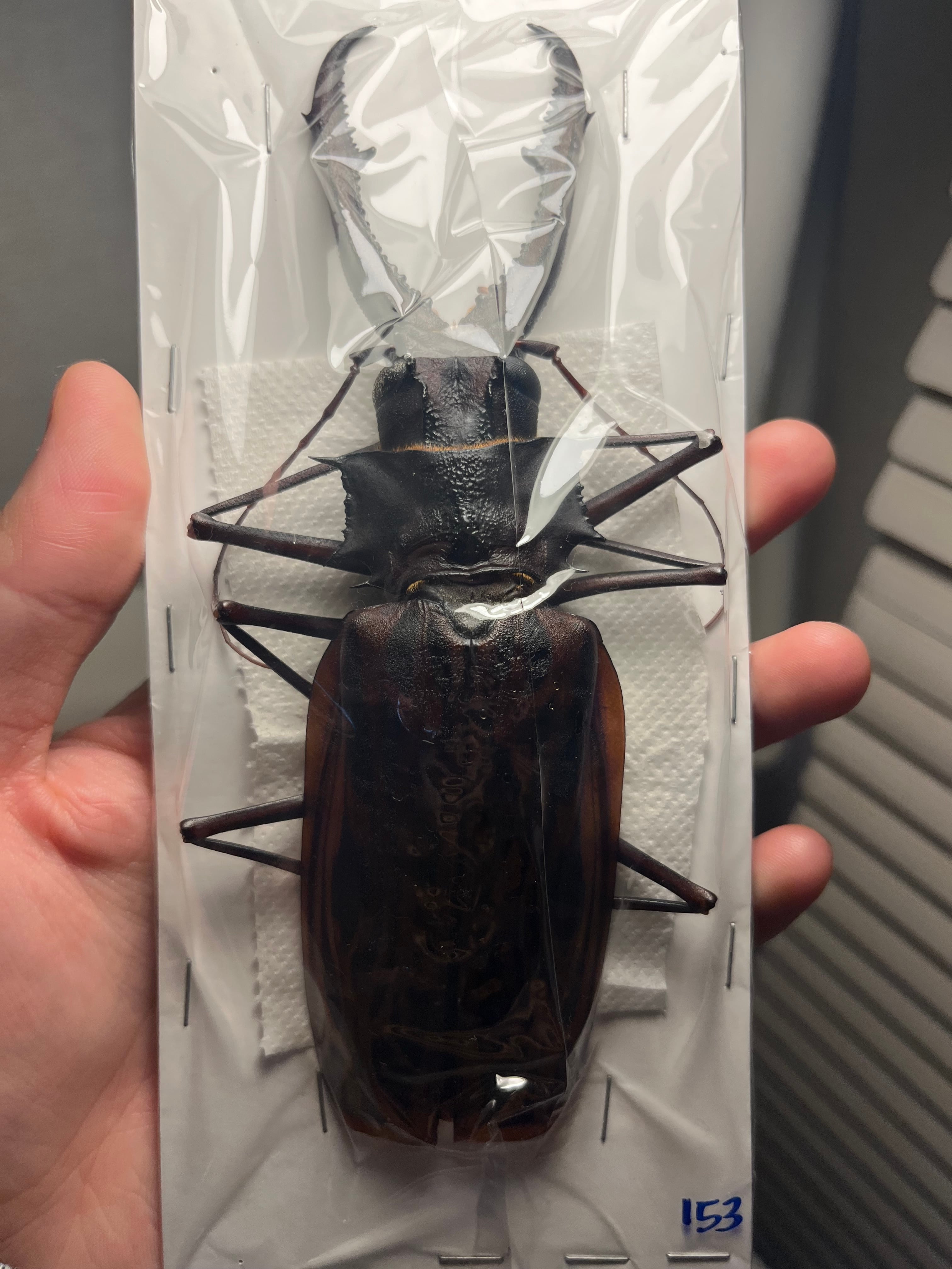 毒刺甲虫】サソリカミキリ 昆虫標本 Onychocerus ウスバカミキリ 毒刺