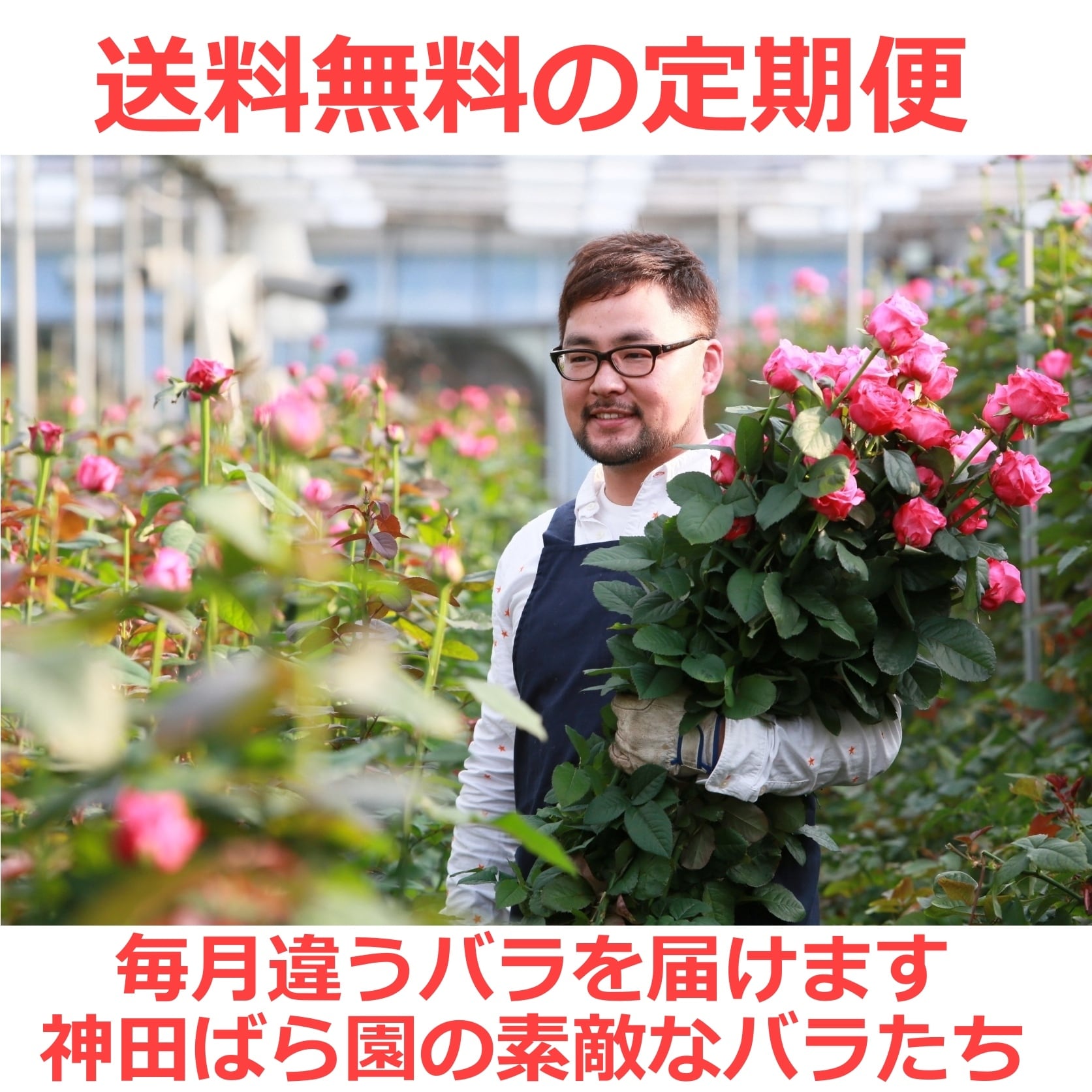 送料無料の定期便！毎月違うバラが届く バラの匠 神田ばら園の高級バラ