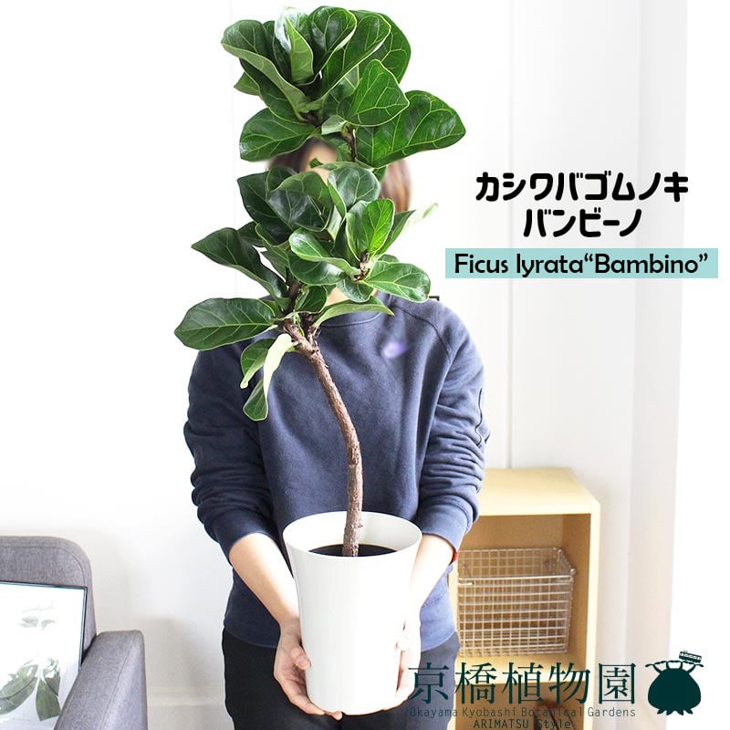カシワバゴムノキ(フィカス・リラータ)バンビーノ 曲がり 白