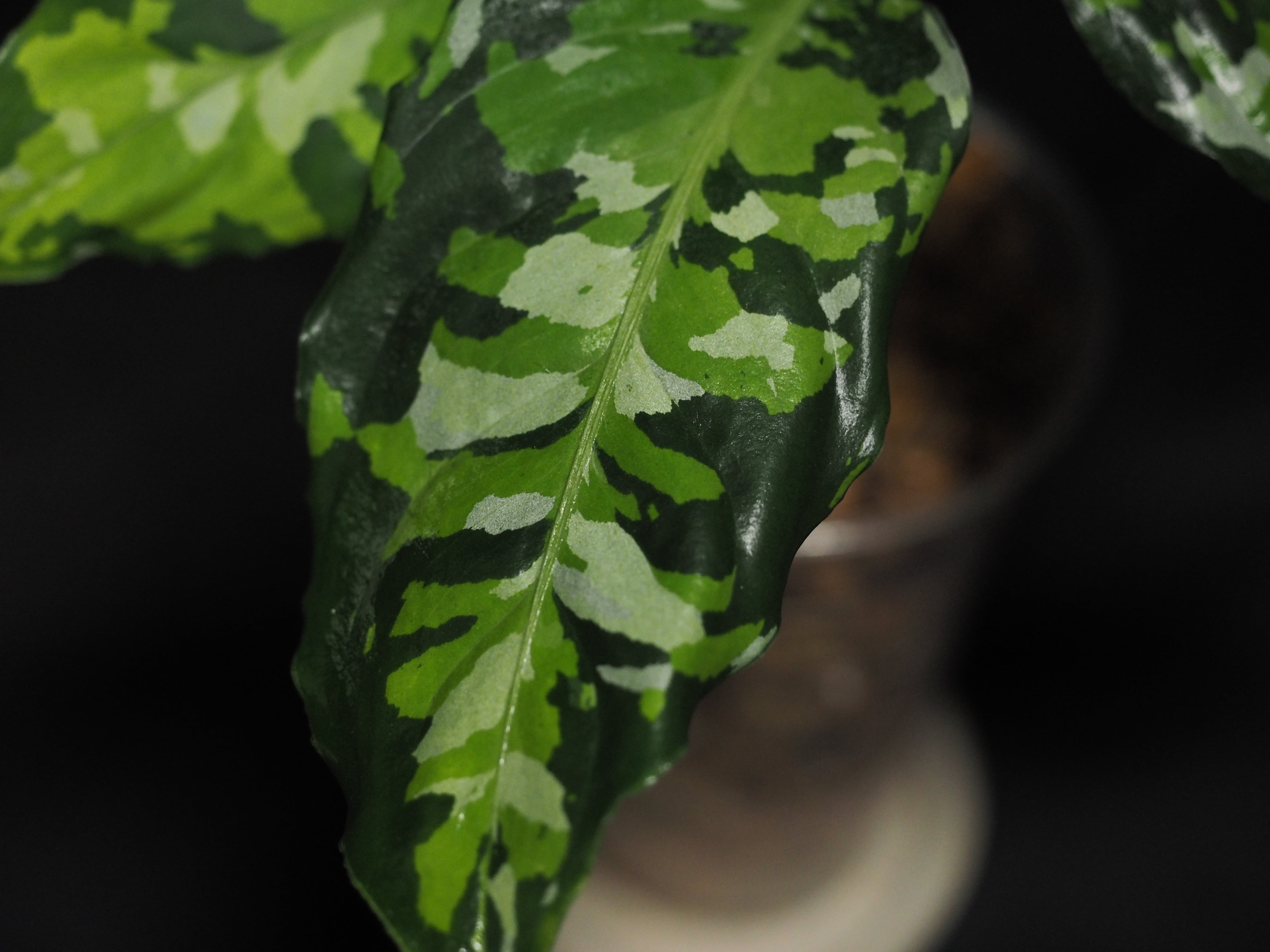 abeb21ae4961e6e381d64edb009a1a