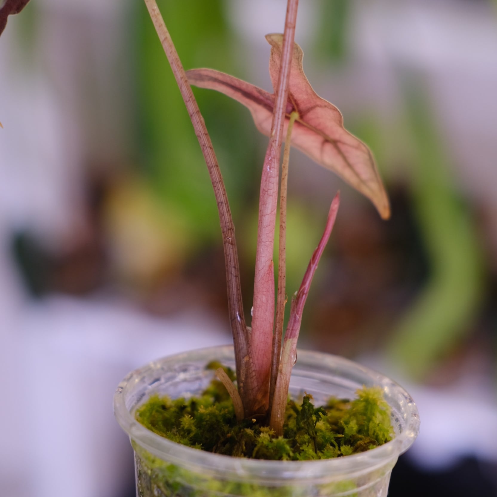 Alocasia Nobillis Pink 