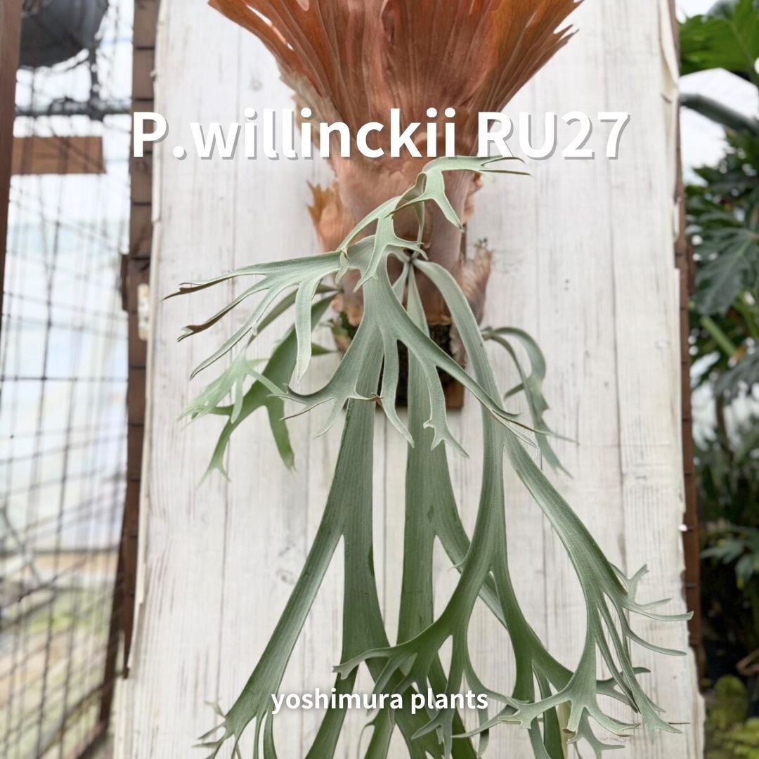 胞子] willinckii ASW 01 ビカクシダ | Pay ID