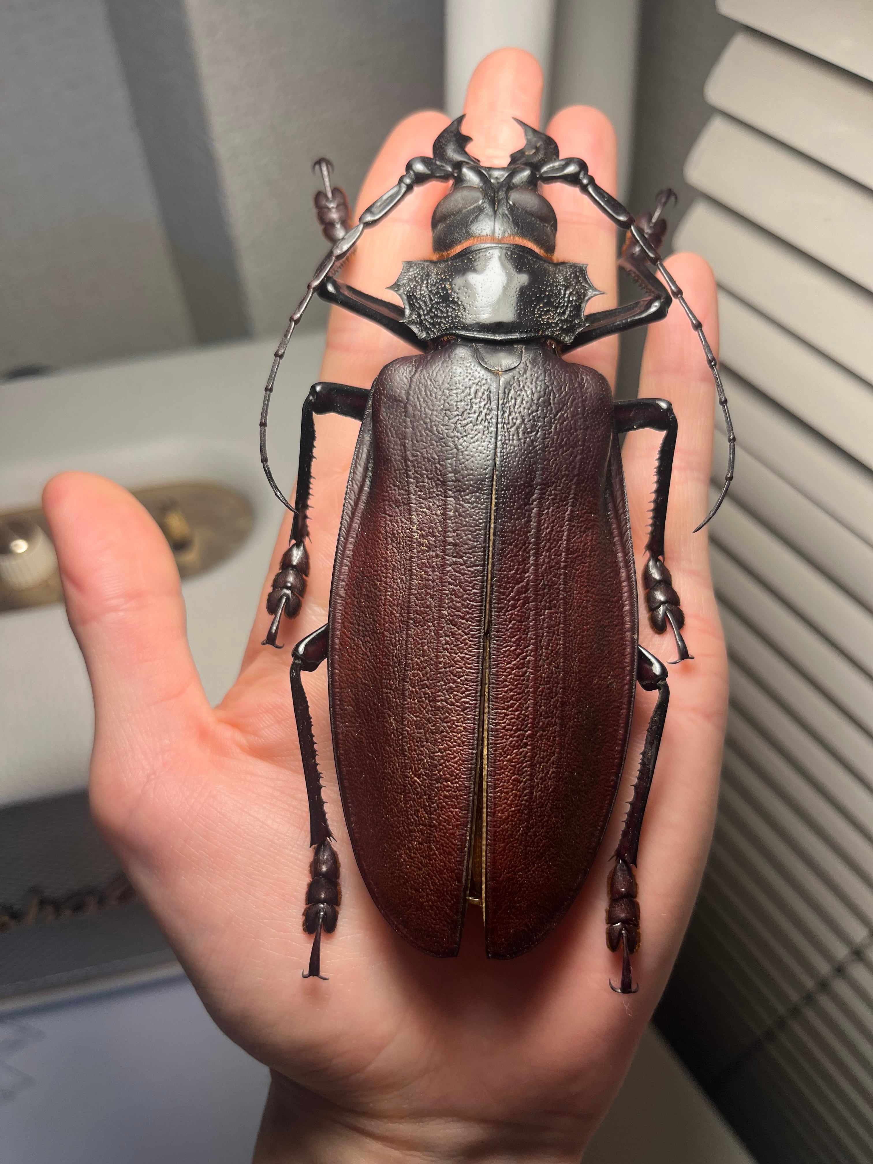 150mm】タイタンオオウスバカミキリ カブトムシクワガタハナムグリ