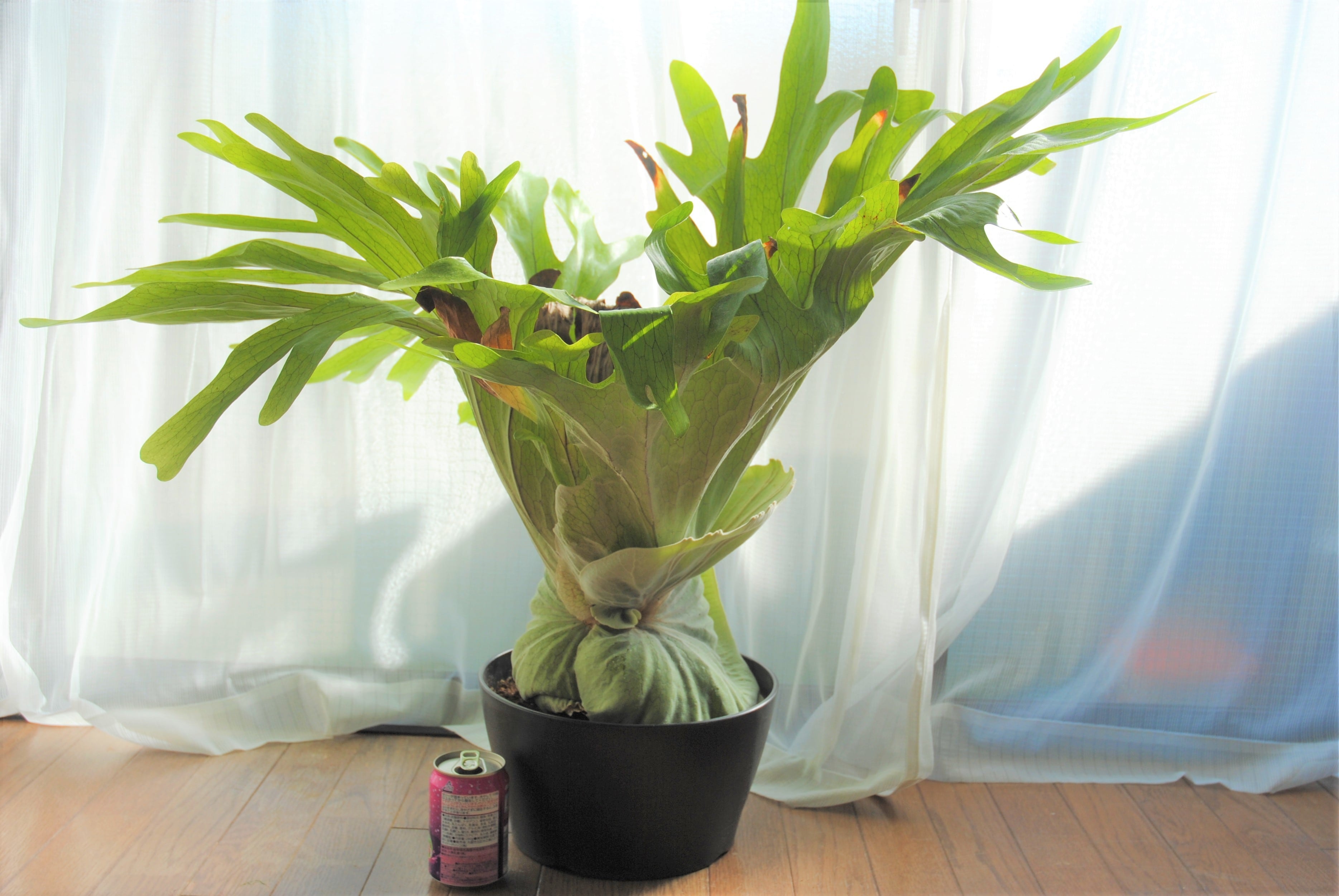 大きめ P.grande ビカクシダ グランデ Botany Valley Platycerium