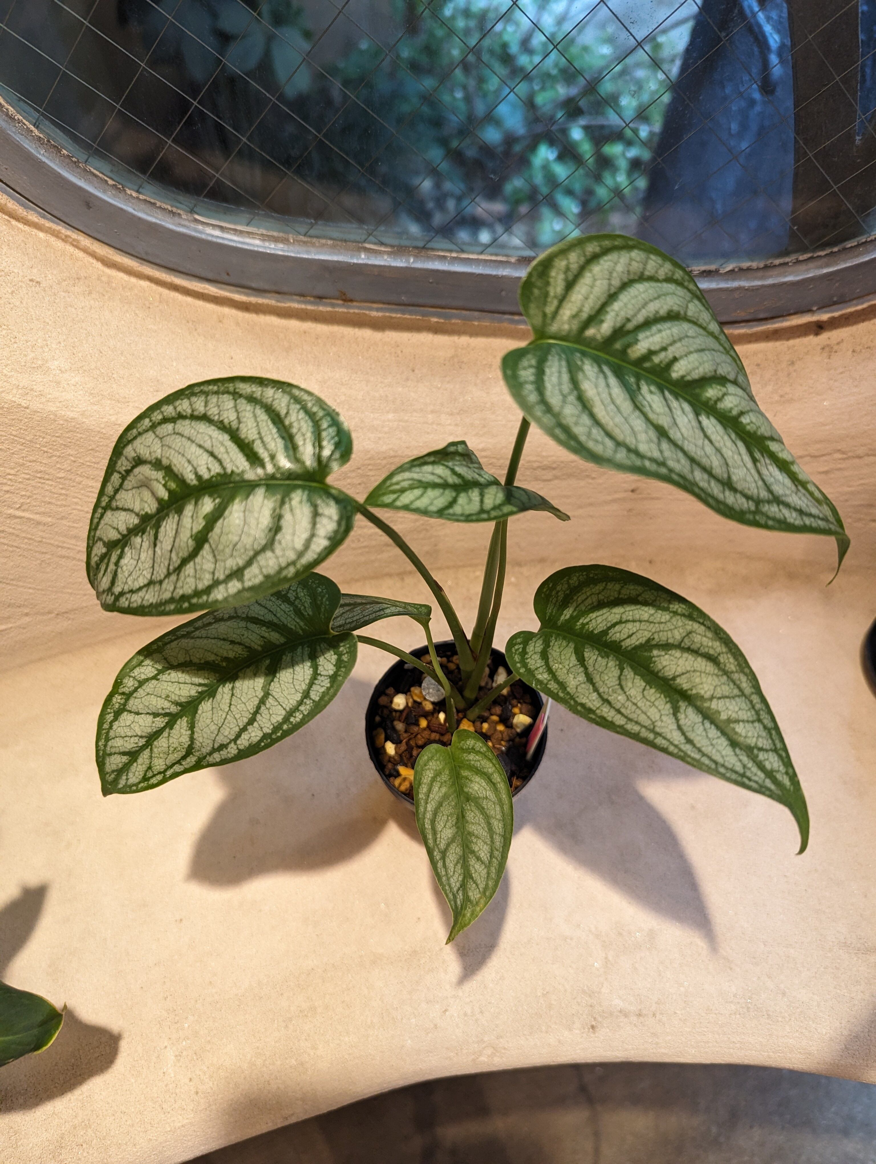 Alocasia scalprum / アロカシア スカルプラム | desukedo