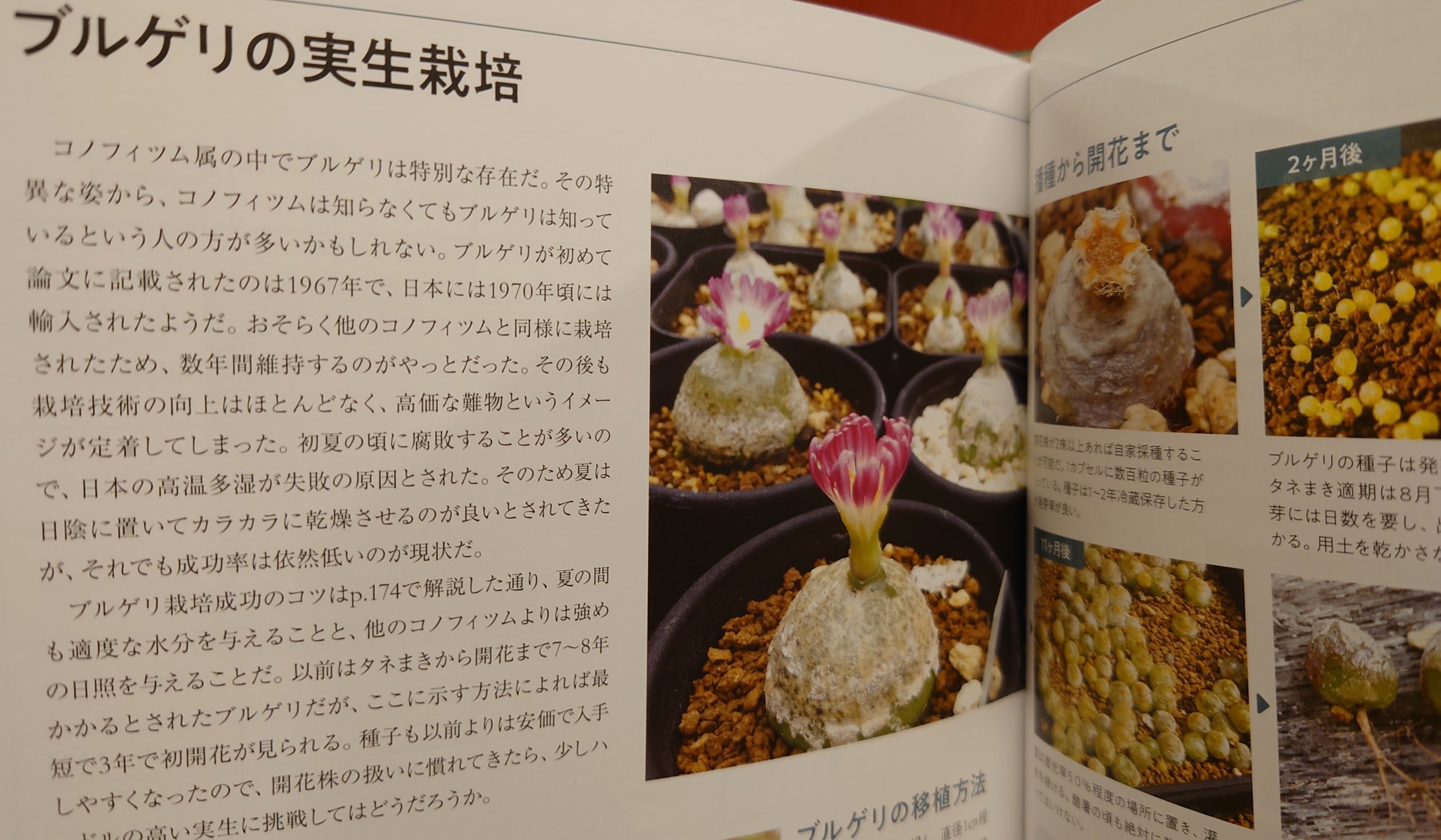 コノフィツム全書 | 弥生坂 緑の本棚