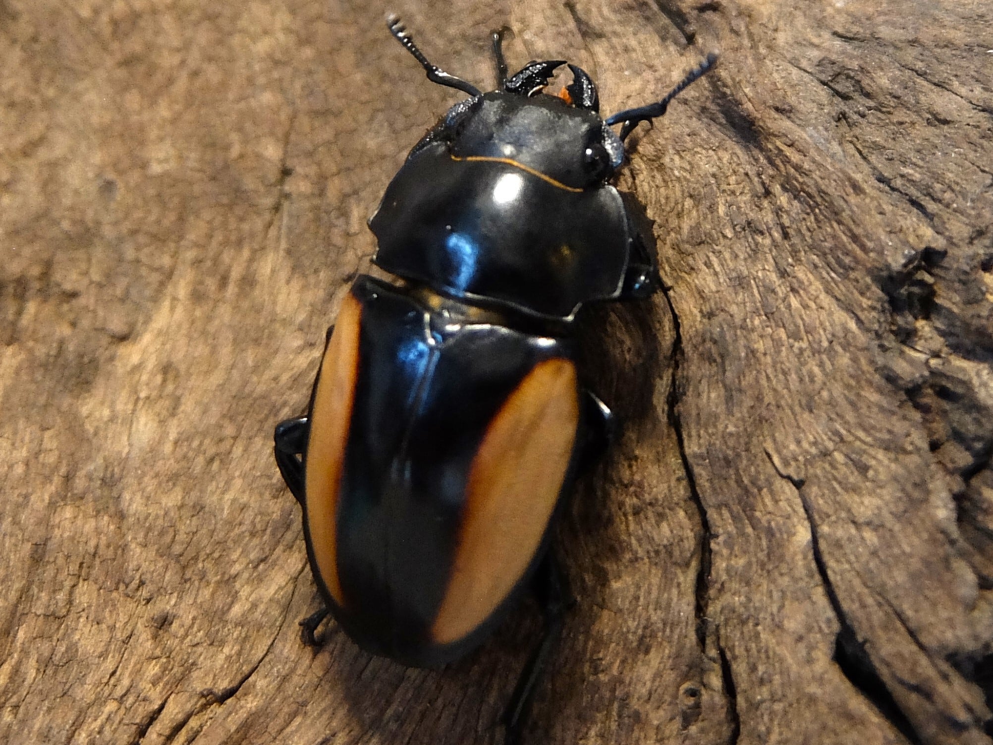 ベルシコロールツヤクワガタ45ミリペア | のこのこLAB