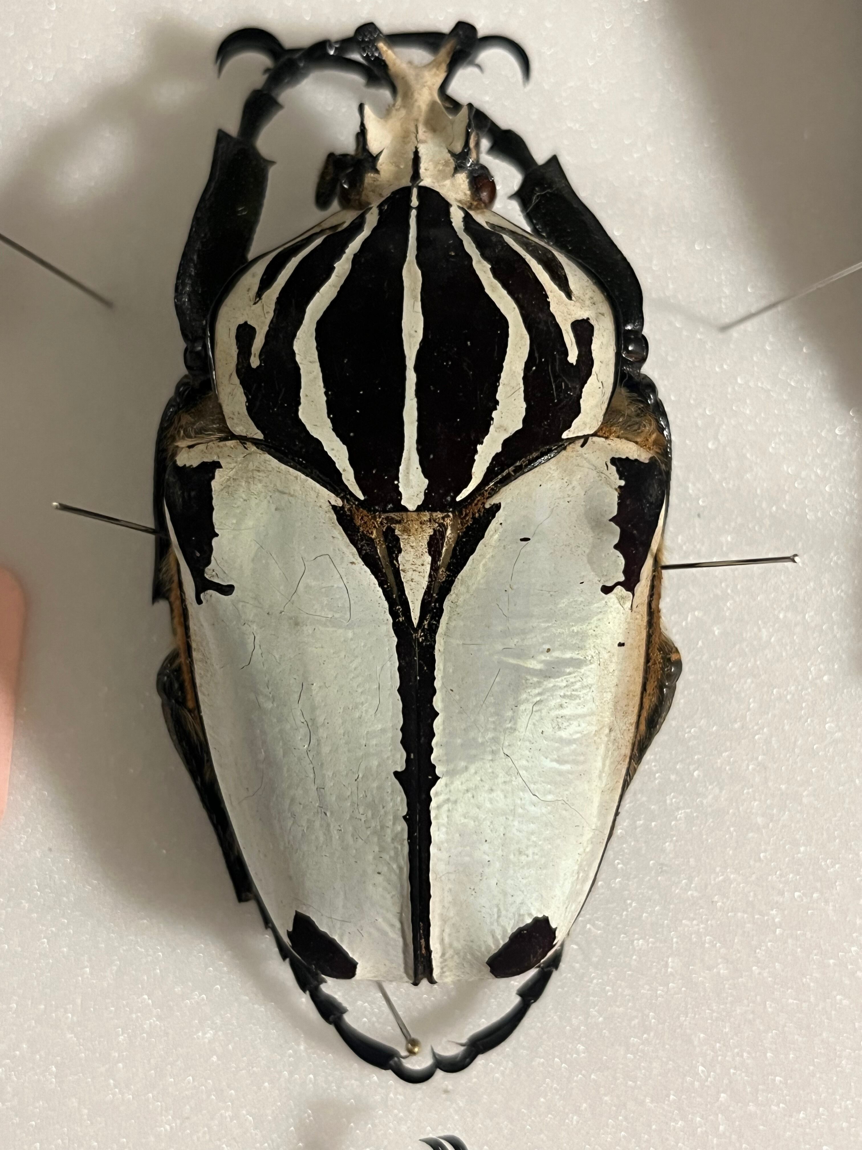 パール感】クアドリマキュラタスゴライアスオオツノハナムグリ