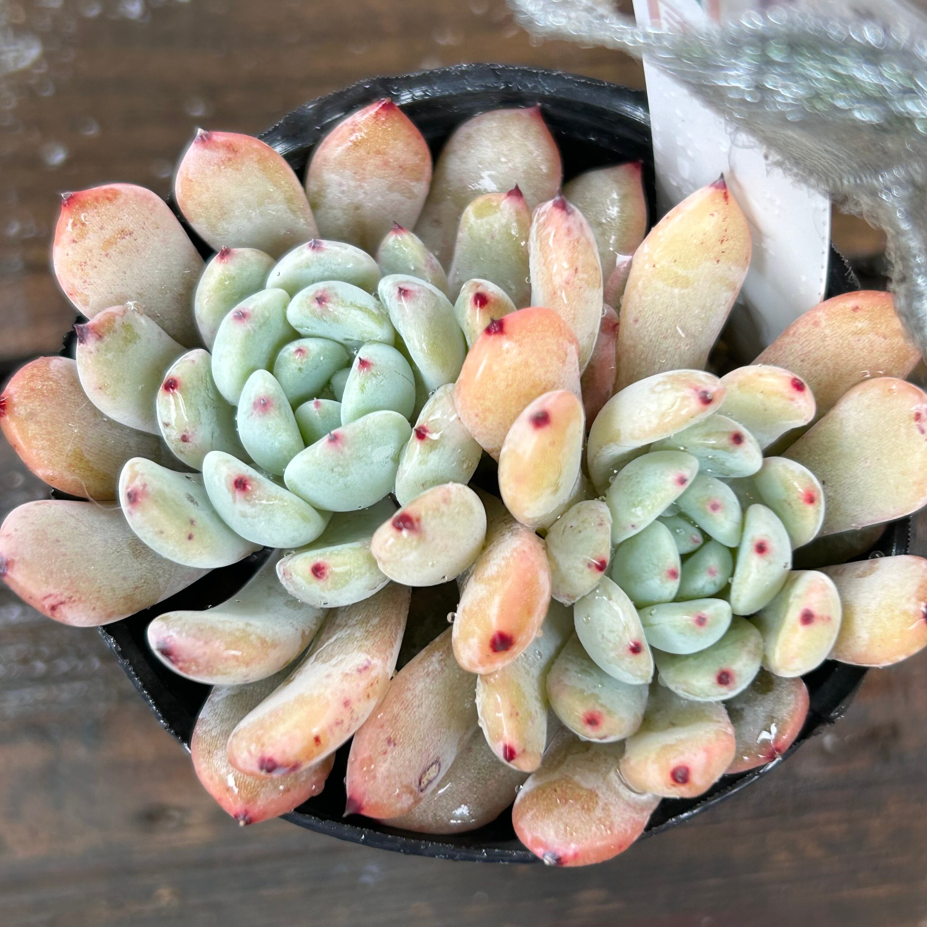 ビアンテ | RuPo 多肉植物専門店