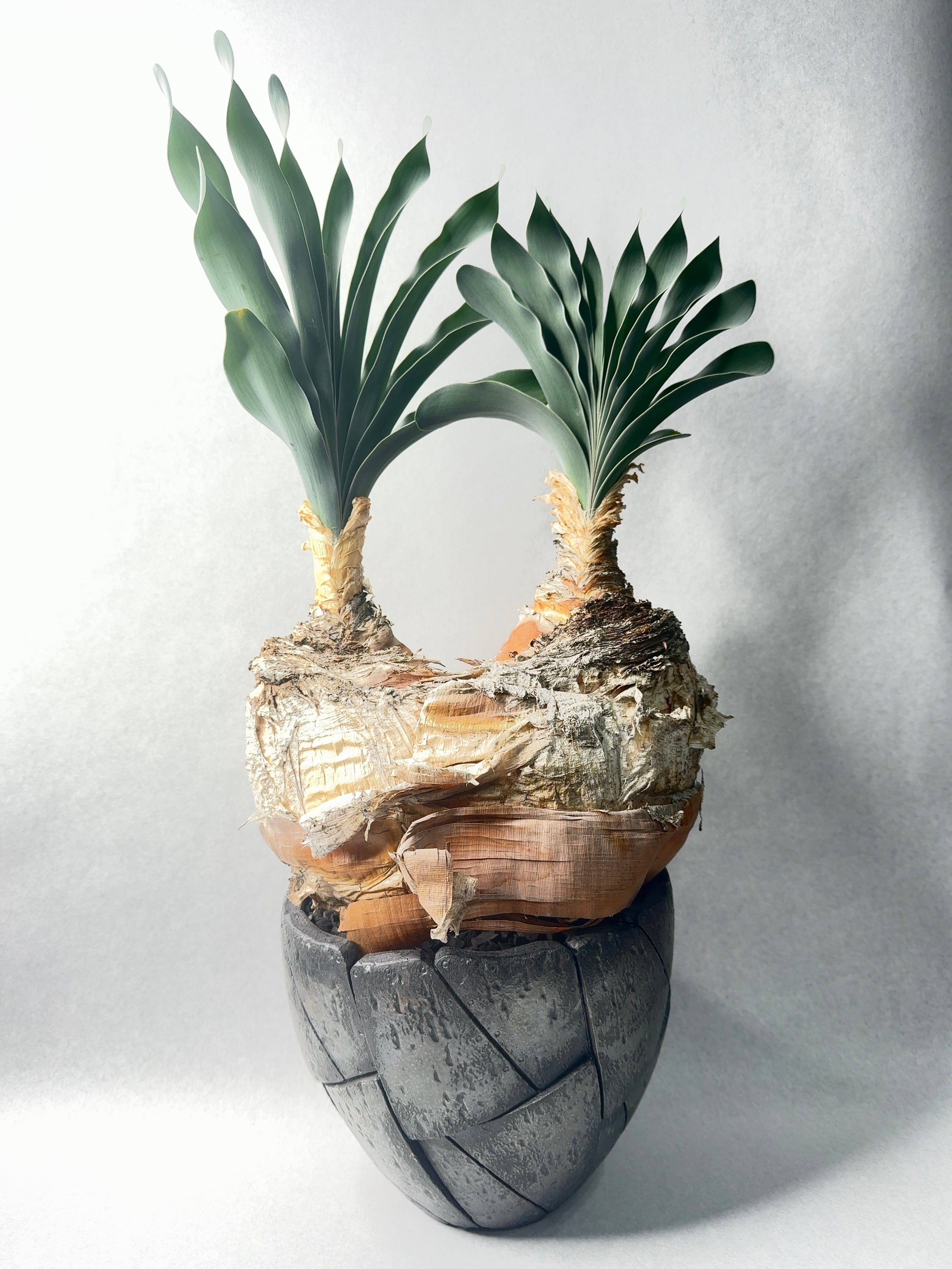 ブーファン・ハエマンソイデス | trigger